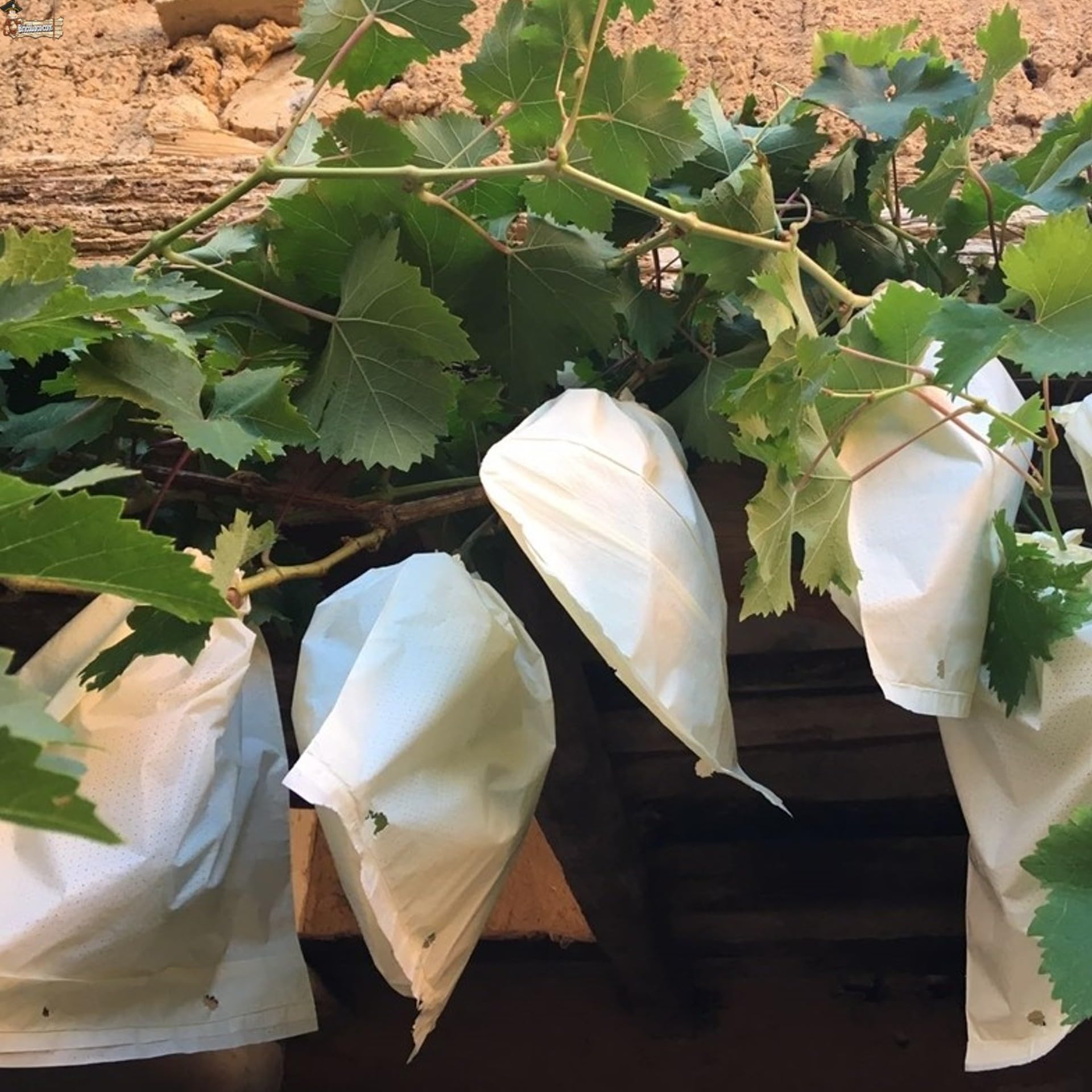 BricoLoco.com Pack 100 Bolsas de Papel para protección de Melocotones y Otros Frutos, racimos Uvas Abierta por un Lado. Parafinadas y MICROPERFORADAS para Proteger de Insectos o pájaros. (100)
