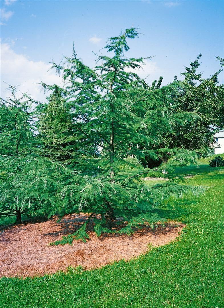 Goldlärche Pseudolarix amabilis 60-80 cm Bonsai winterhart