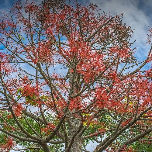 Palm Beach Medicinal Herbs - Árbol de llama australiano (Brachychiton acerifolius) - Paquete de 5 Semillas