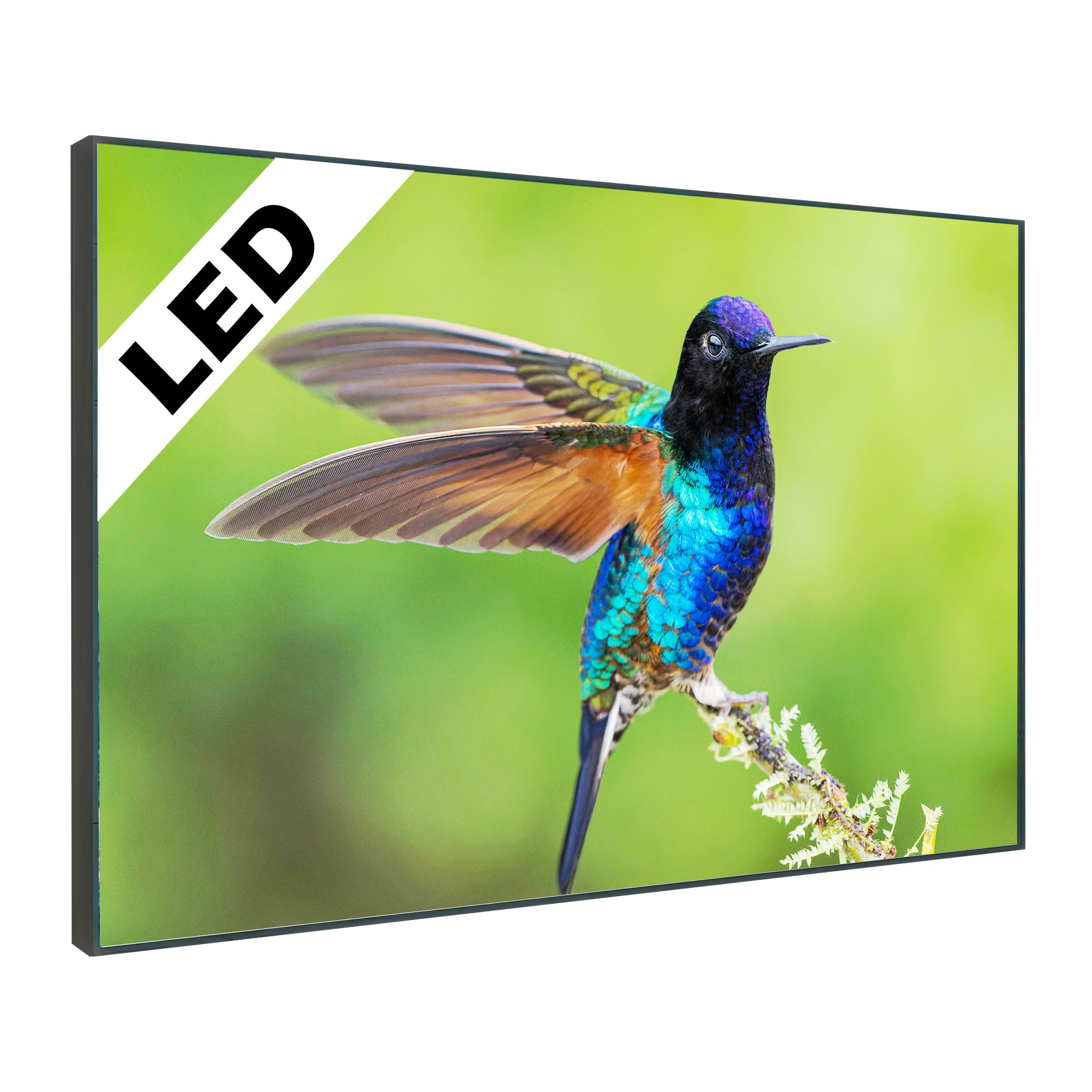 LED Wandbild Bunter Vogel Ast – Beleuchtetes Natur Tier Leuchtbild