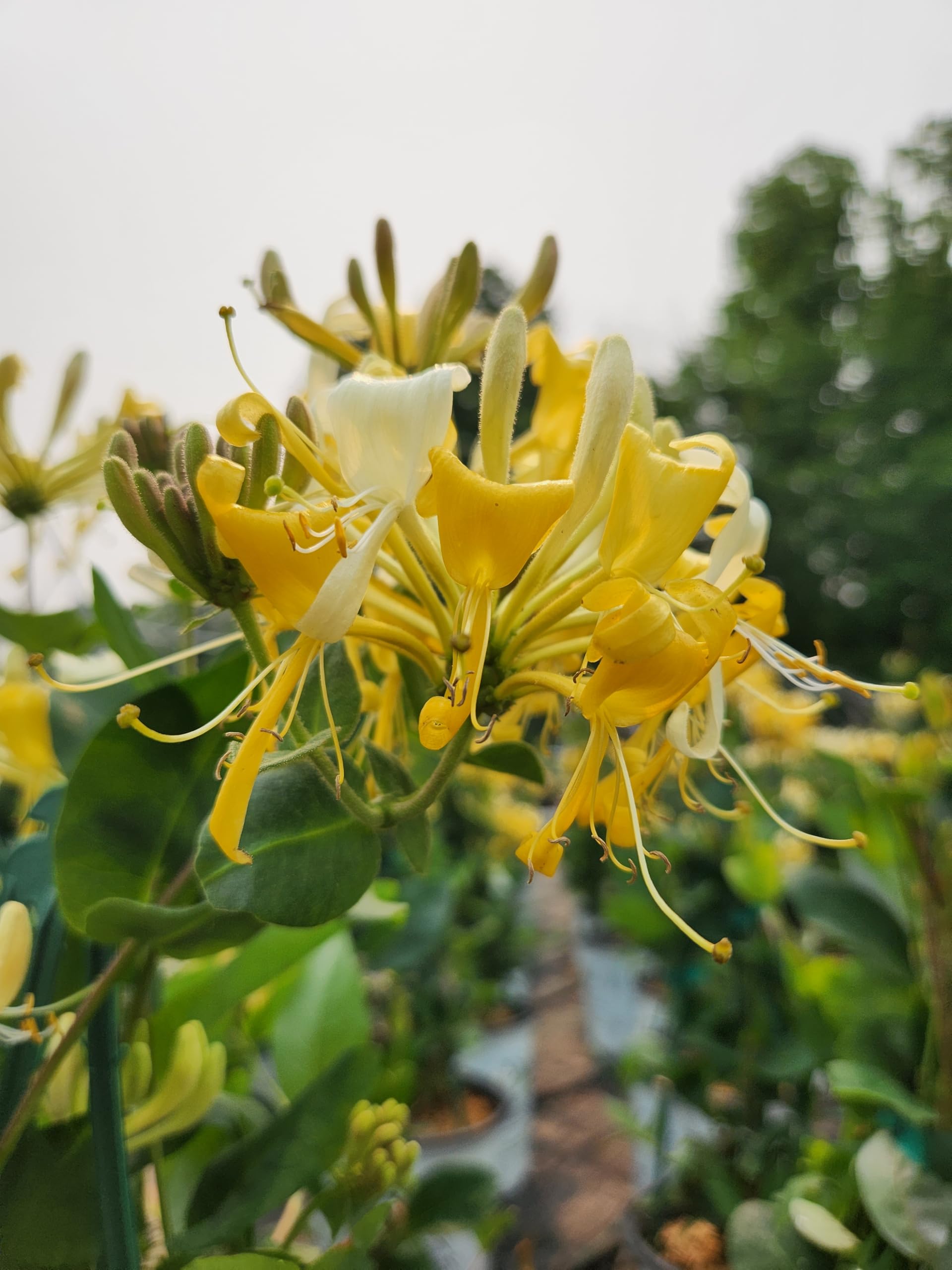 Green Promise Farms Scentsation Honeysuckle