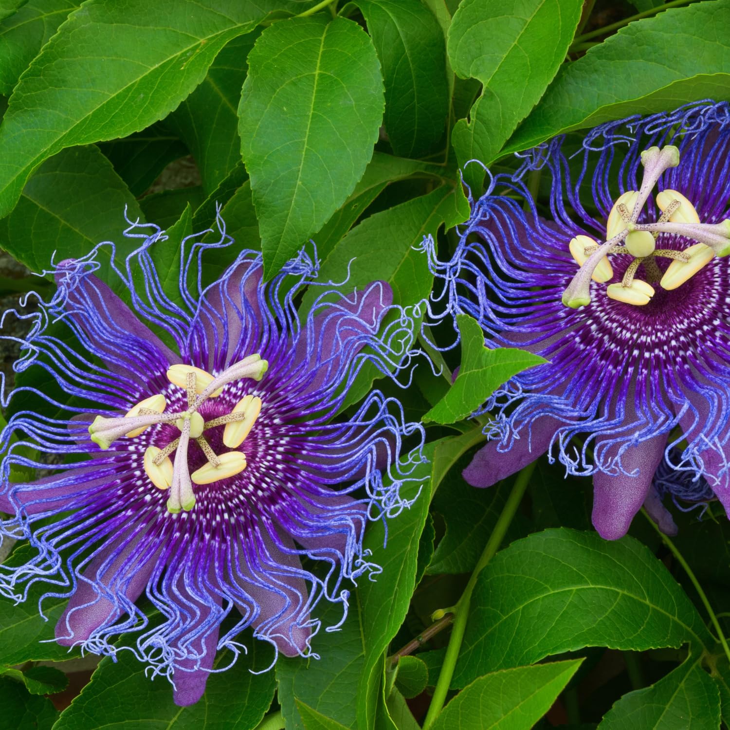 Purple Passion Flower Vine