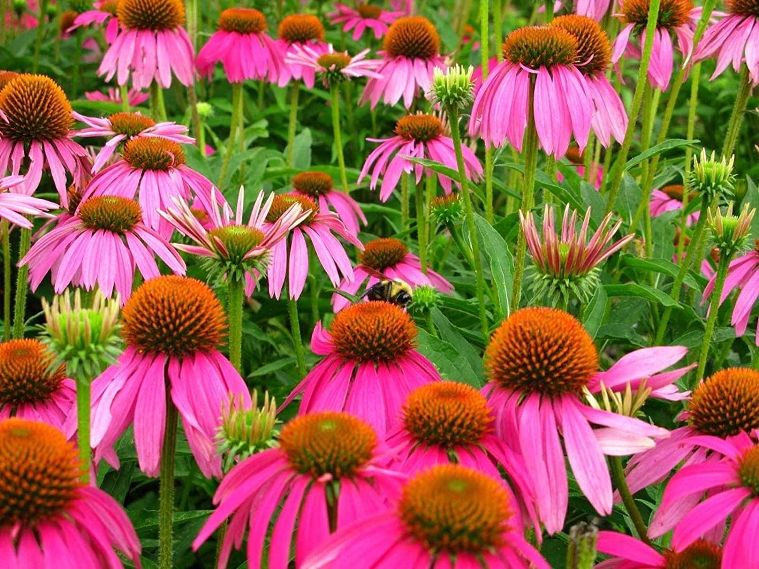 Echinacea purpurea | Eatern púrpura Equinácea | 20_seed