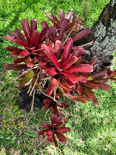 Miniatura 4 de 1 planta de bola de fuego de bromelia grande de 4 a 6 pulgadas adecuada para decoración del hogar e ideas de regalo planta de bajo mantenimiento