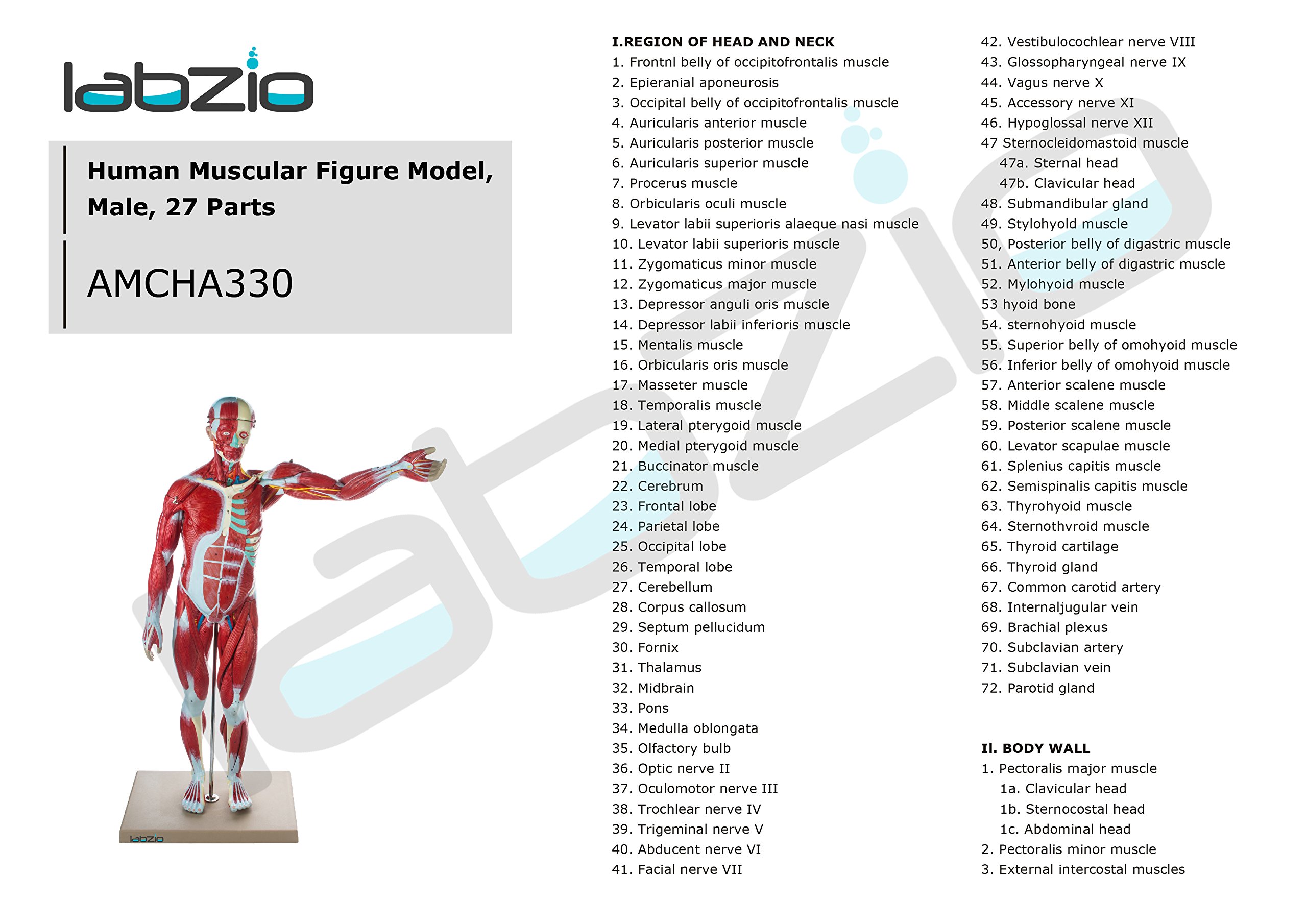 Buy Labzio Human Muscular Figure Model Male Anatomical Model 27 Parts
