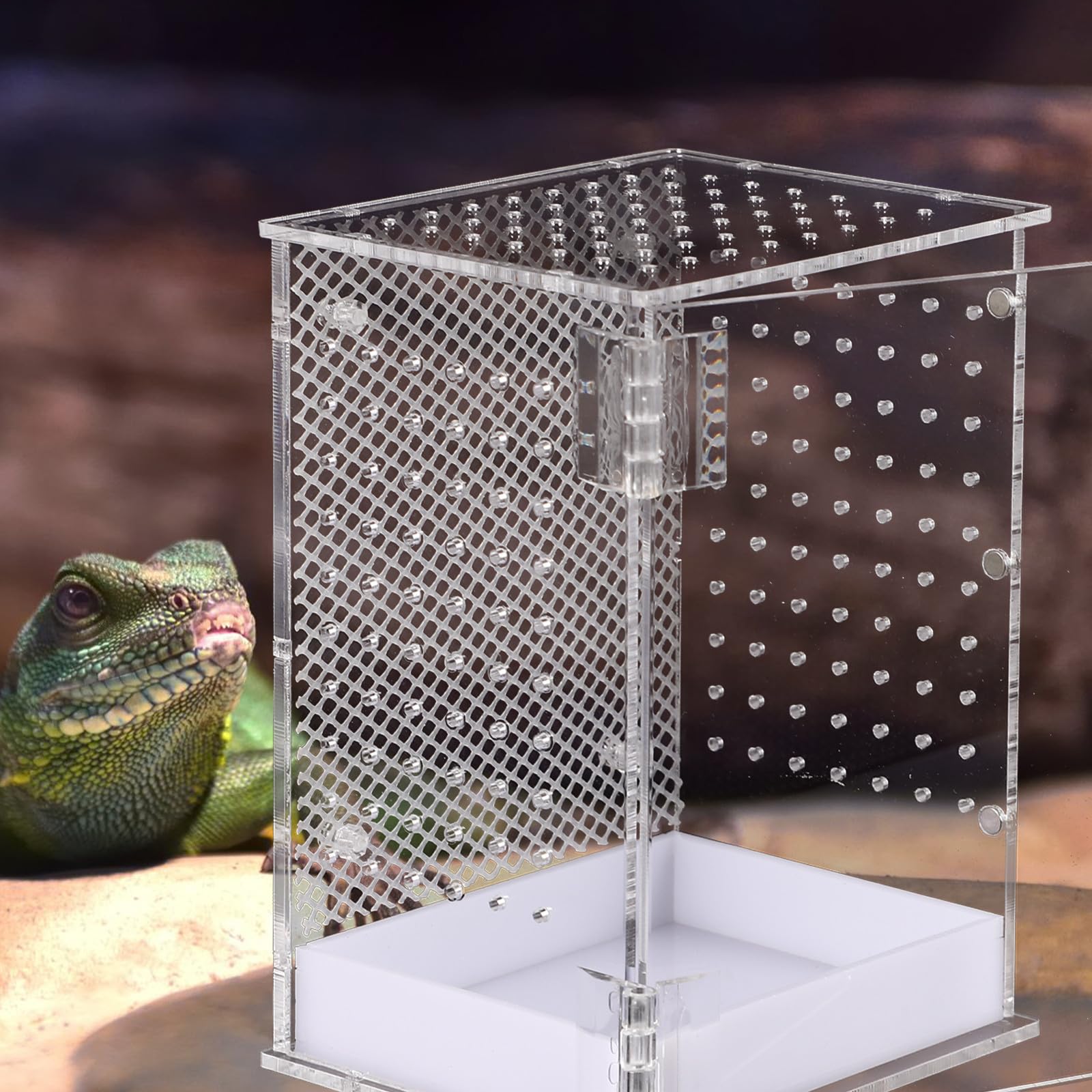 Recinto Acrílico para Reptiles Orificios, Fácil de Observar