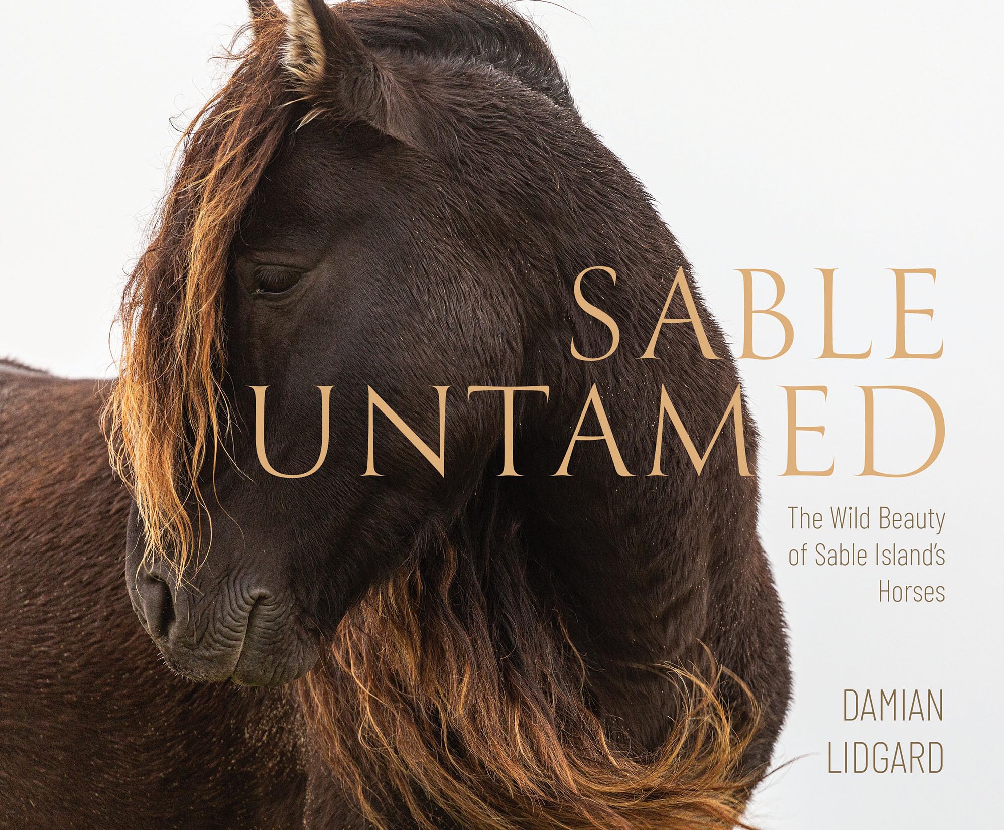 Sable Untamed: The Wild Beauty of Sable Island's Horses