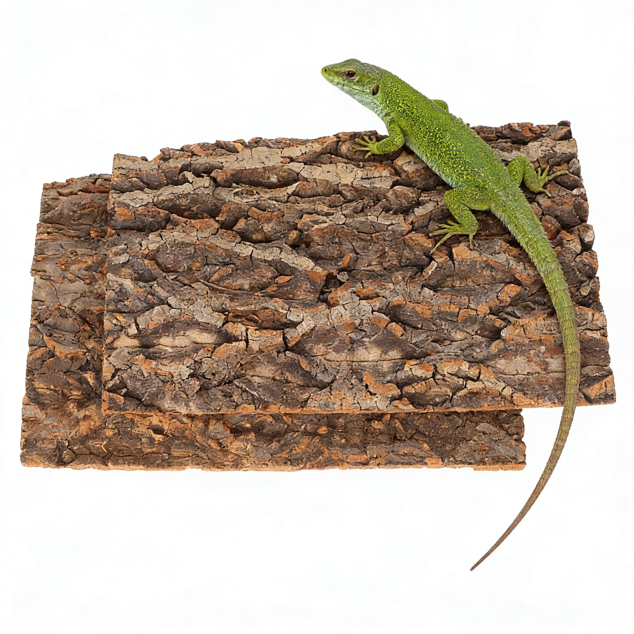 Zerodeko 2 STK Korkrinde Terrarium Rückwand 30x20cm Naturkork Korkplatte zur Dekoration und als Kletterwand für Reptilien Echsen Spinnen und Amphibien Natur Korkwand