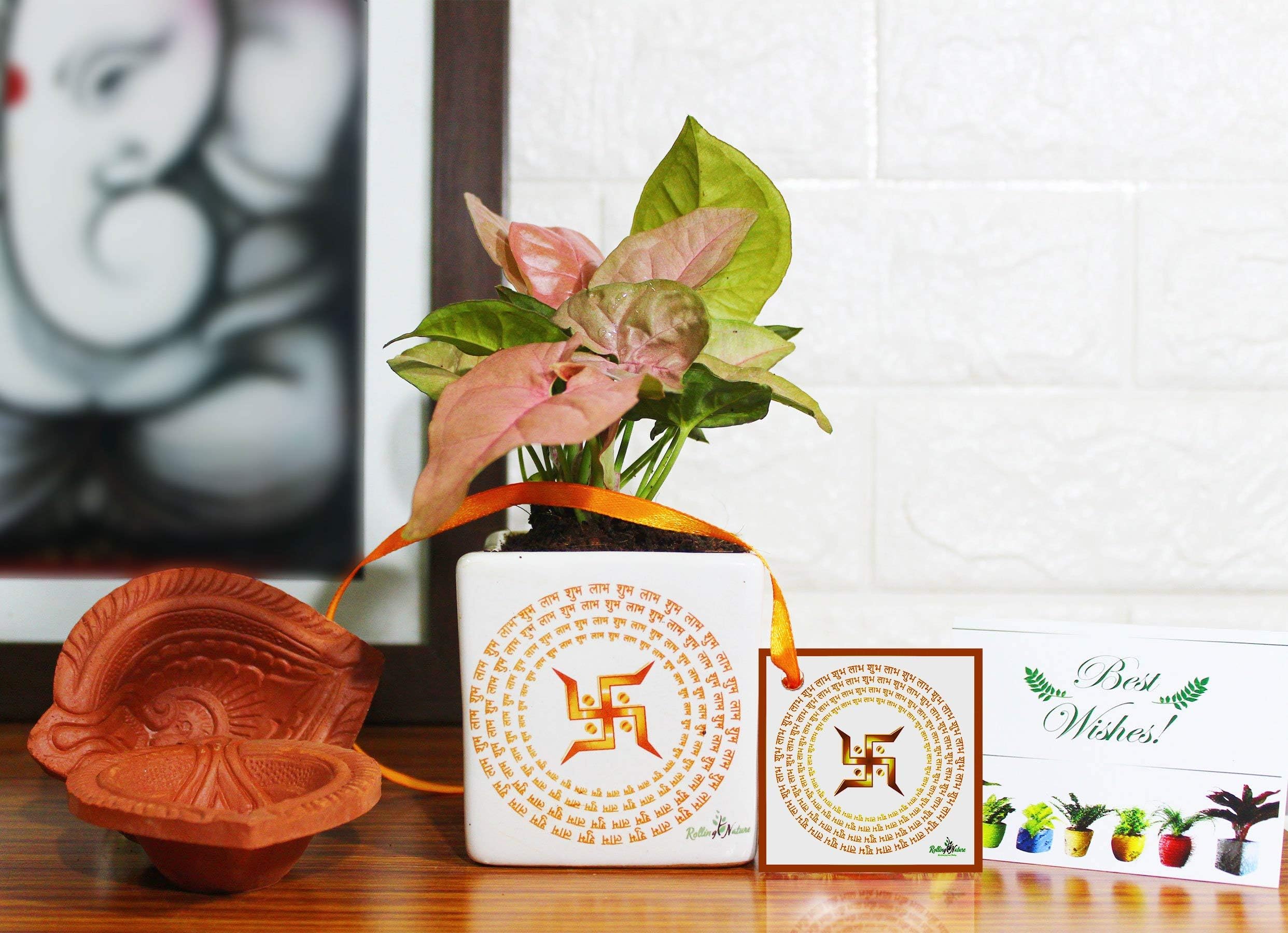 Air Purifying Good Luck Syngonium Pink Plant in White Square Shubh Labh Divine Ceramic Pot