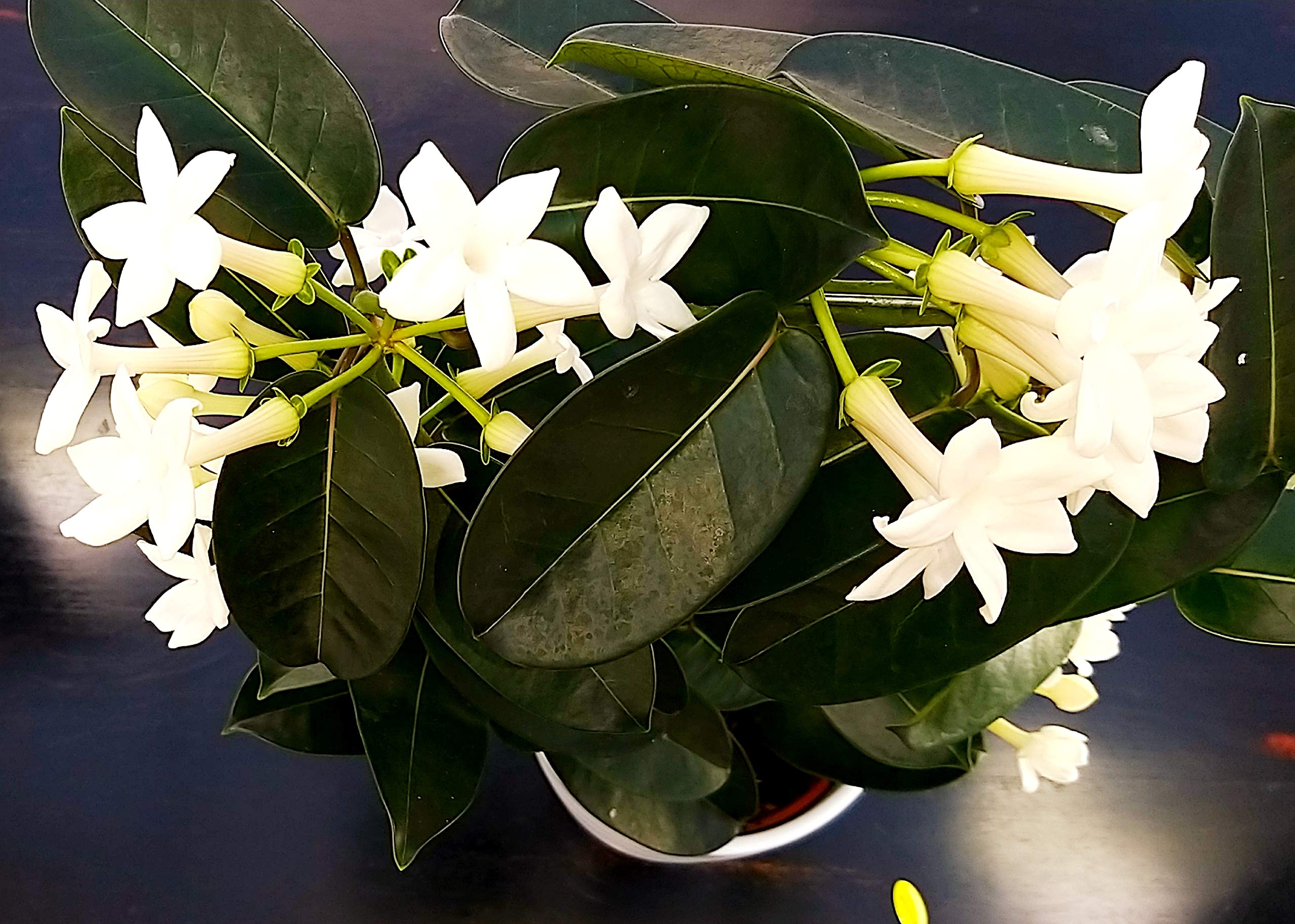 POWERS TO FLOWERS - STEPHANOTIS, GELSOMINO DEL MADAGASCAR IN VASO CERAMICA BIANCO A CERCHI CONCENTRICI, pianta vera