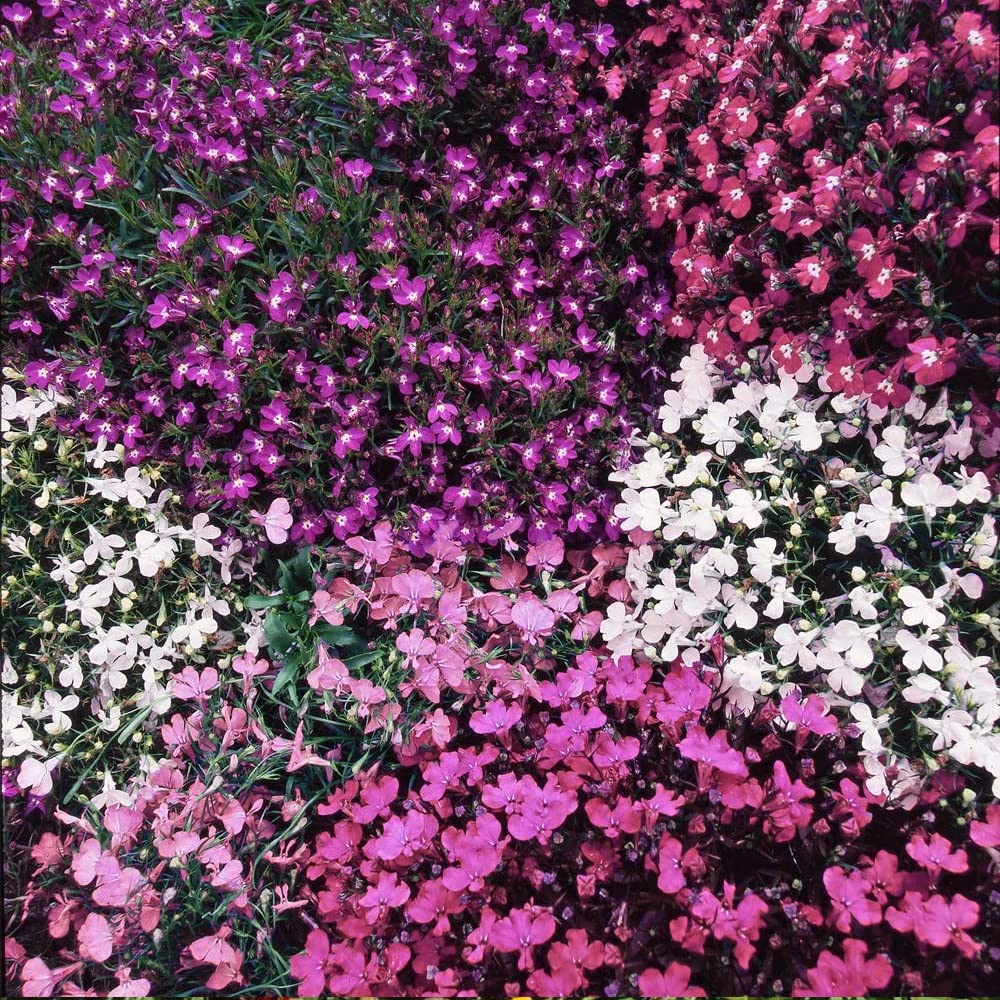 Lobelia String of Pearls Mixed Seeds – Half Hardy Annual – RHS Award of Garden Merit - for Containers & Hanging Baskets - for Your Beautiful Garden