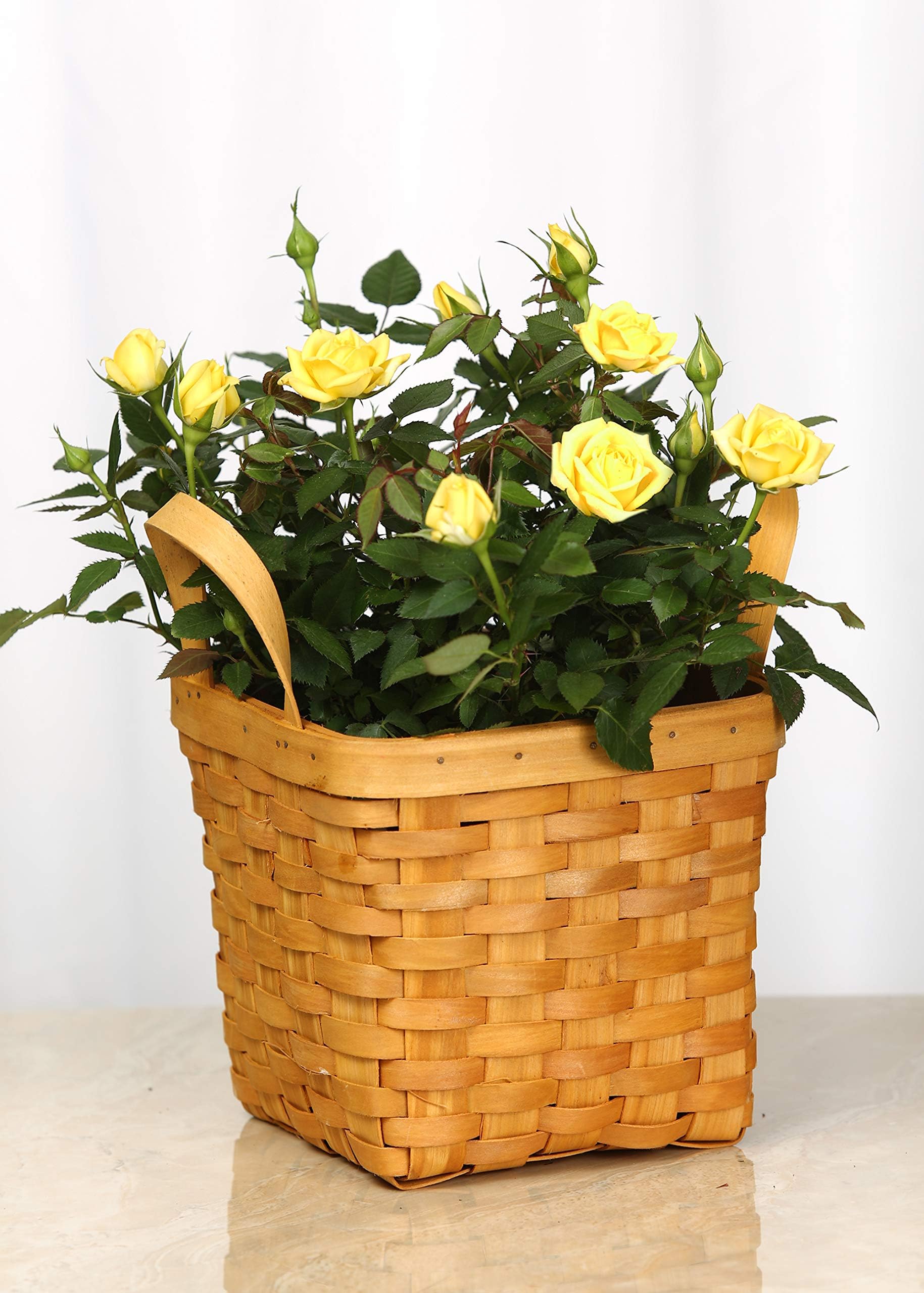 Live Mini Yellow Rose Bush Wicker Gift Basket - 4 Inch Indoor Plant