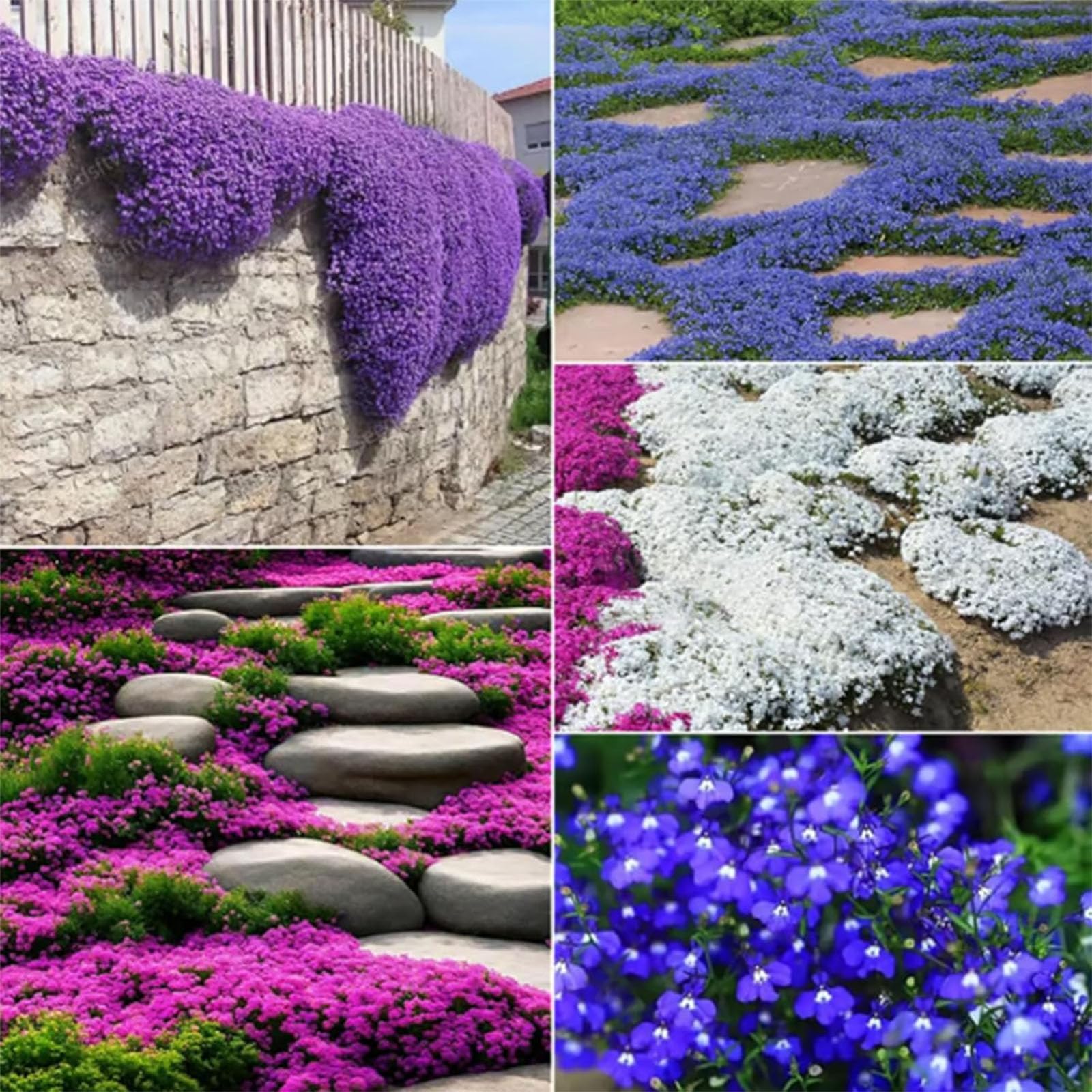 Thyme As Ground Cover Plant Elfin Creeping Thyme: Ground Cover Guide