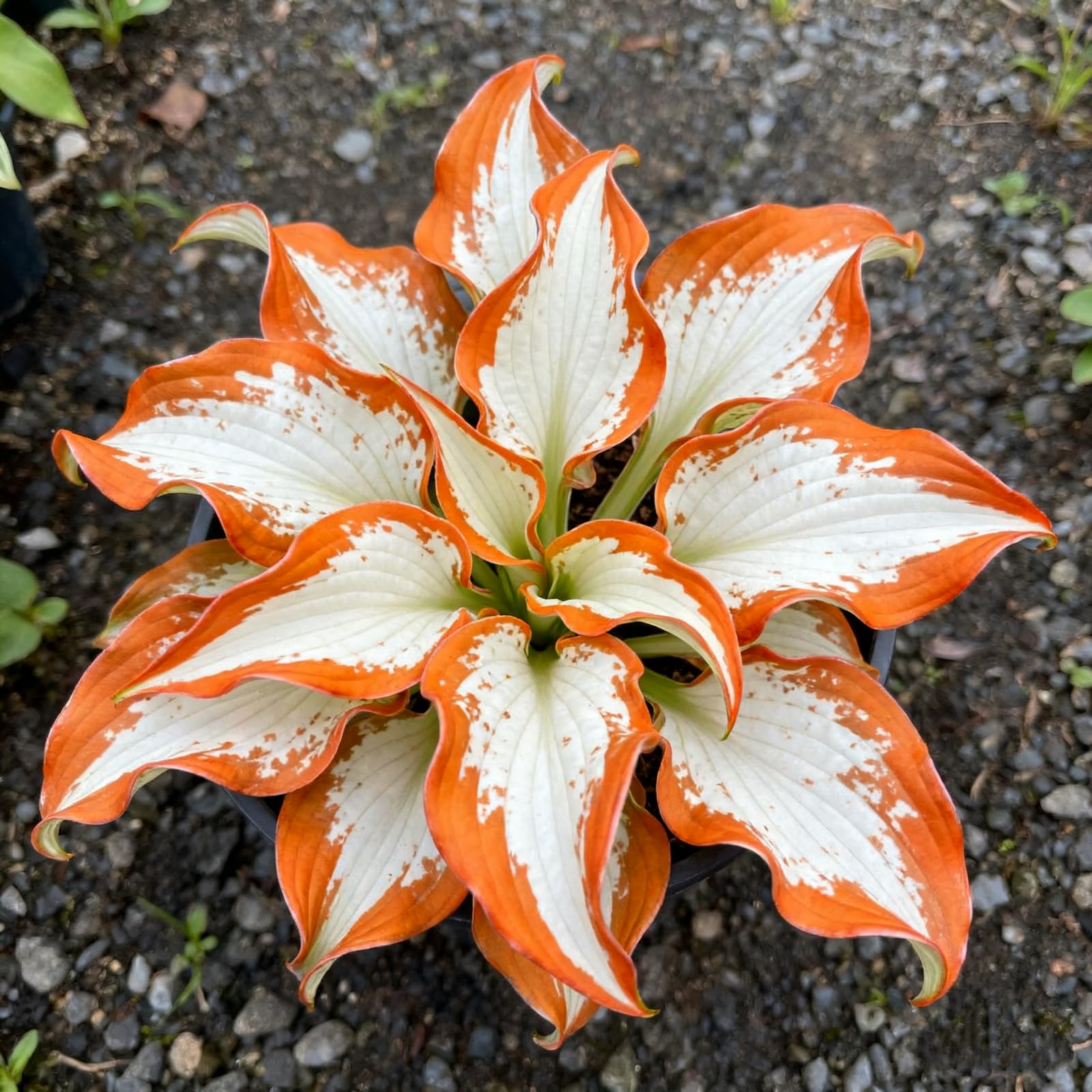 Hosta Bulbs for Planting Now UK Perennial Ornamental Good for Containers Easy Grow UK Garden Ready Plants for Borders/Excellent Display Hardy Perennials,-6 Bulbs-G