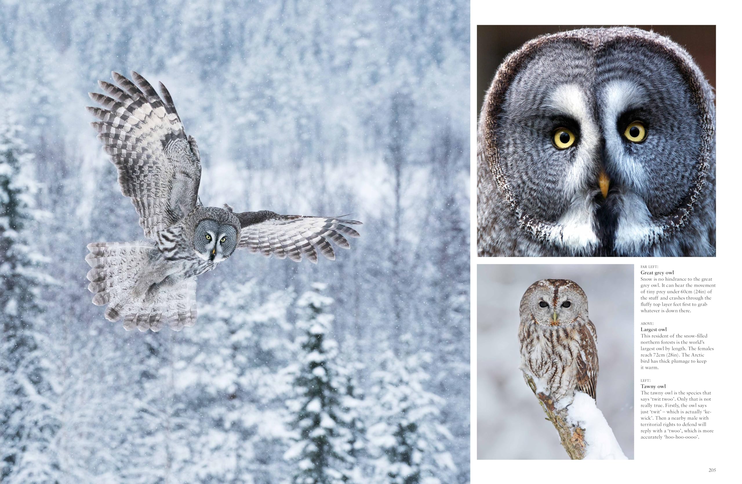 Les Oiseaux de proie: Redoutables et majestueux