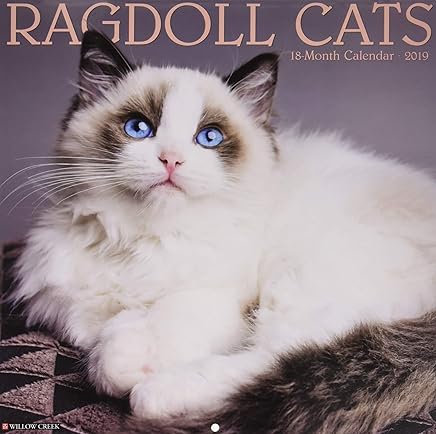 Ragdoll Cats 2019 Wall Calendar