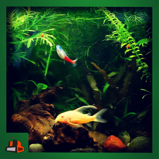 Real Green Aquarium - Go Green With Fishes