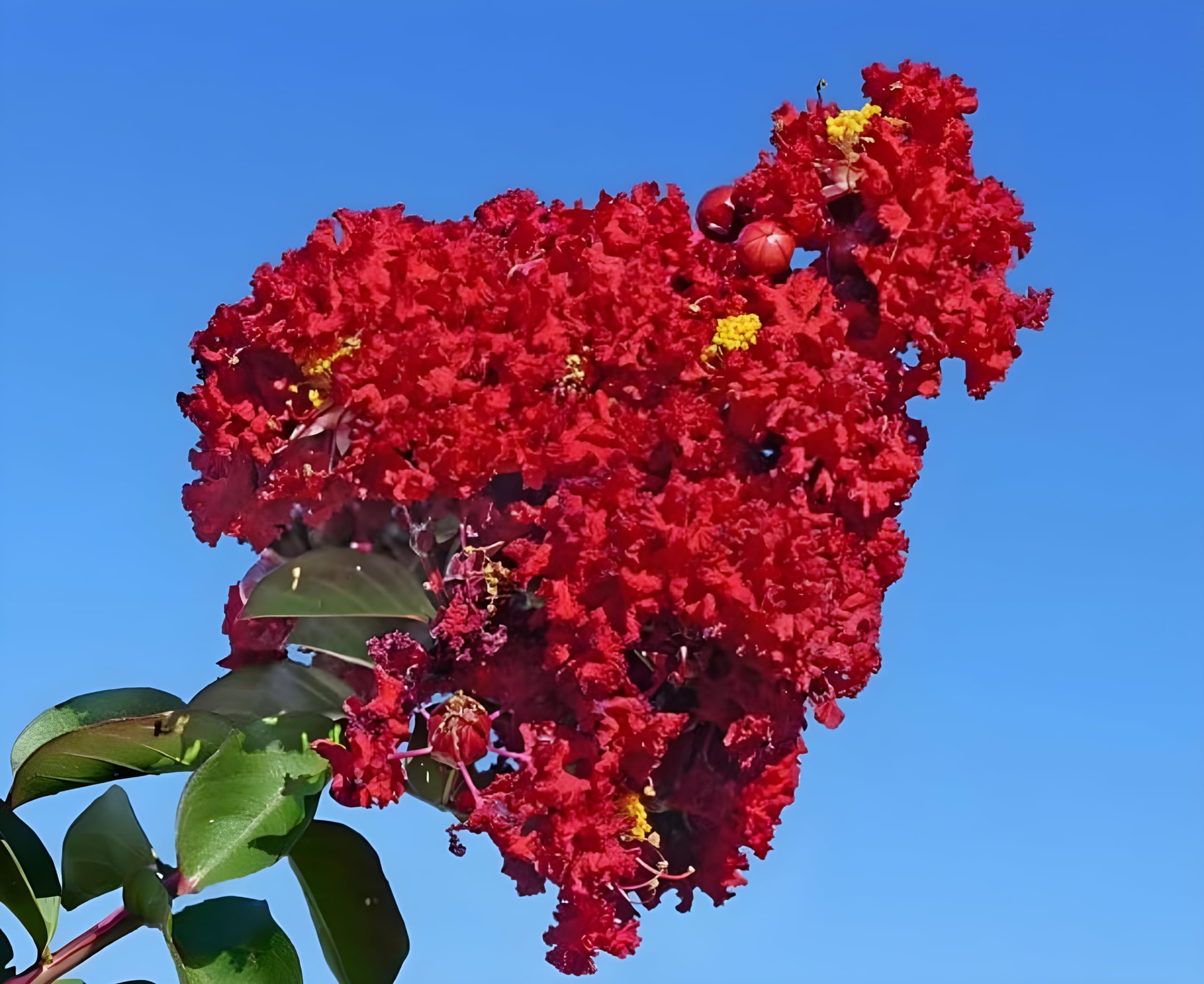Green view " Furush Red Flower Plant" Hybrid - 1 Healthy Live Decorative Flowering Plant 1-1.5 Ft Height in Nursery Grow Bag for Home Garden (B0BVZN29V7) Amazon Price History, Amazon Price Tracker