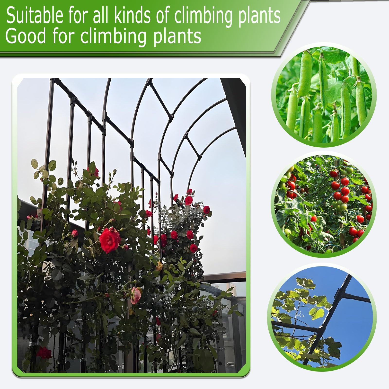 Traliccio da giardino in metallo per piante rampicanti, supporto per rose a semicerchio, supporto da parete, 1,2 m x 2,4 m, bianco, resistente, decorazione per esterni