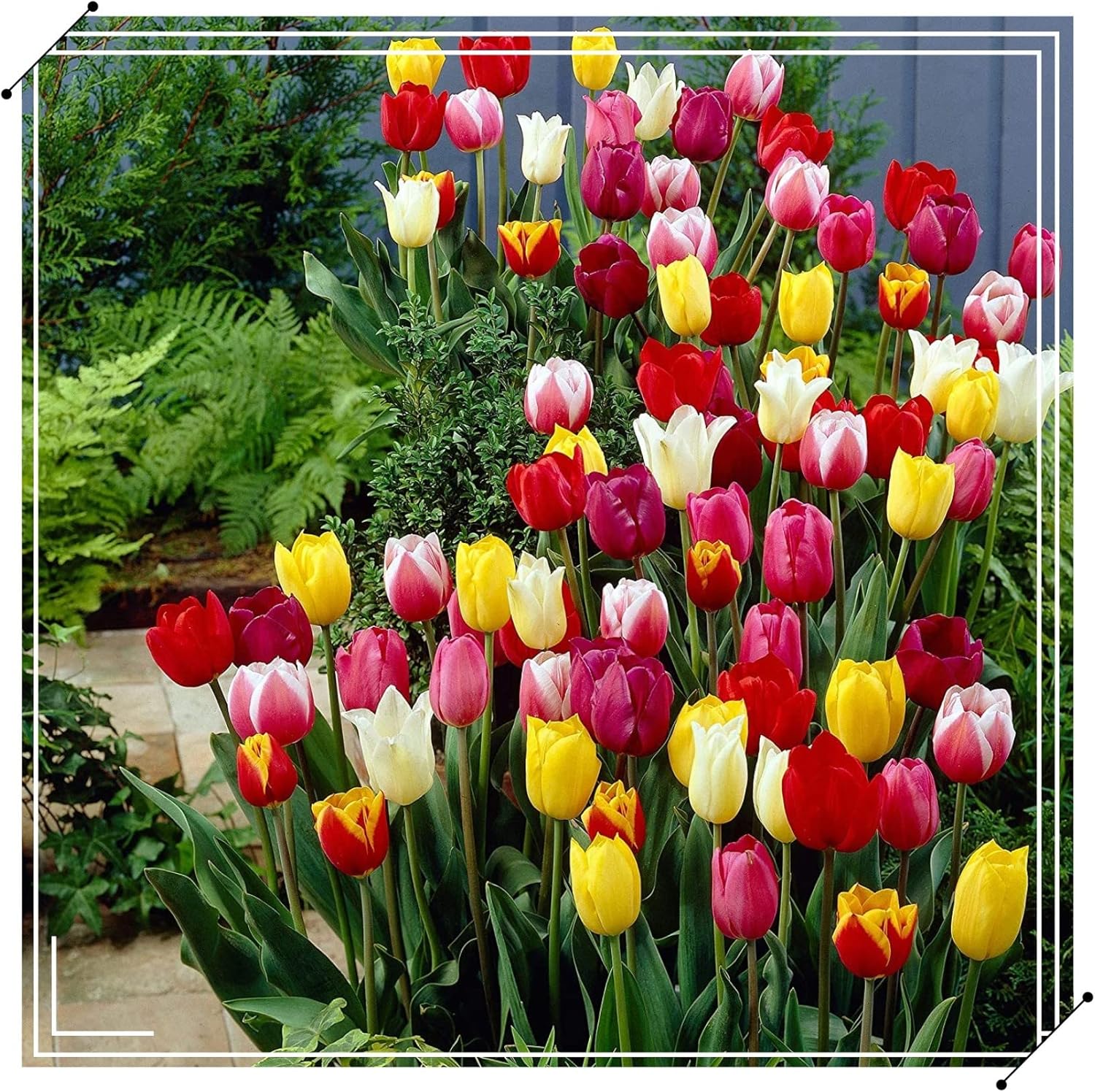 (Tulip Root) Planting Purple Tulip for Fall PlantingTulip for Fall Planting Bulk