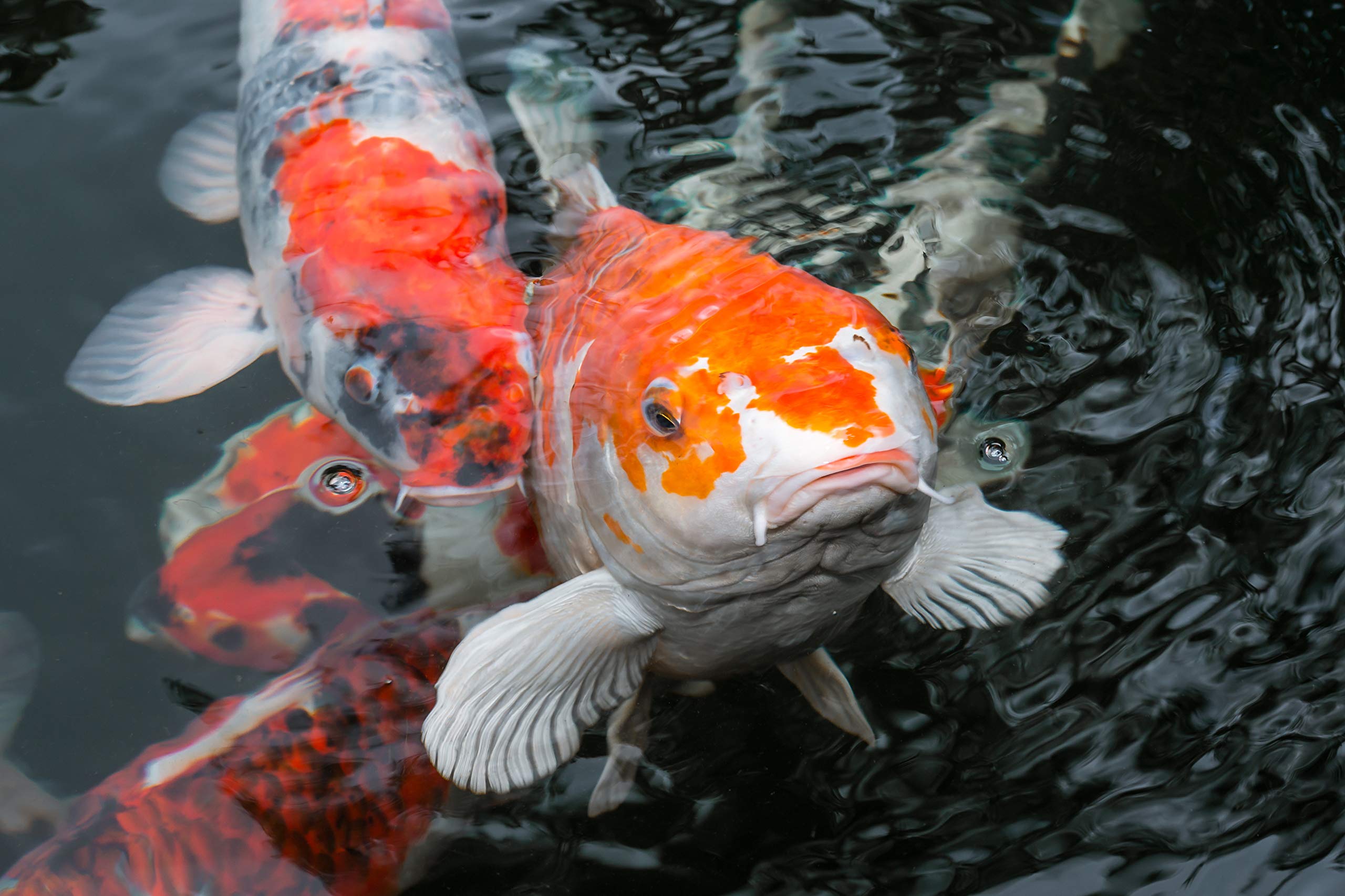 (Grundpreis 3,80 Euro/L) - 10 Liter Premium Bachflohkrebse - Koi - Gammarus ca. 1,0 kg