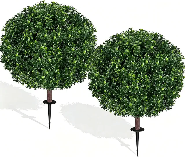 Boxwood Shrubs for Walkway