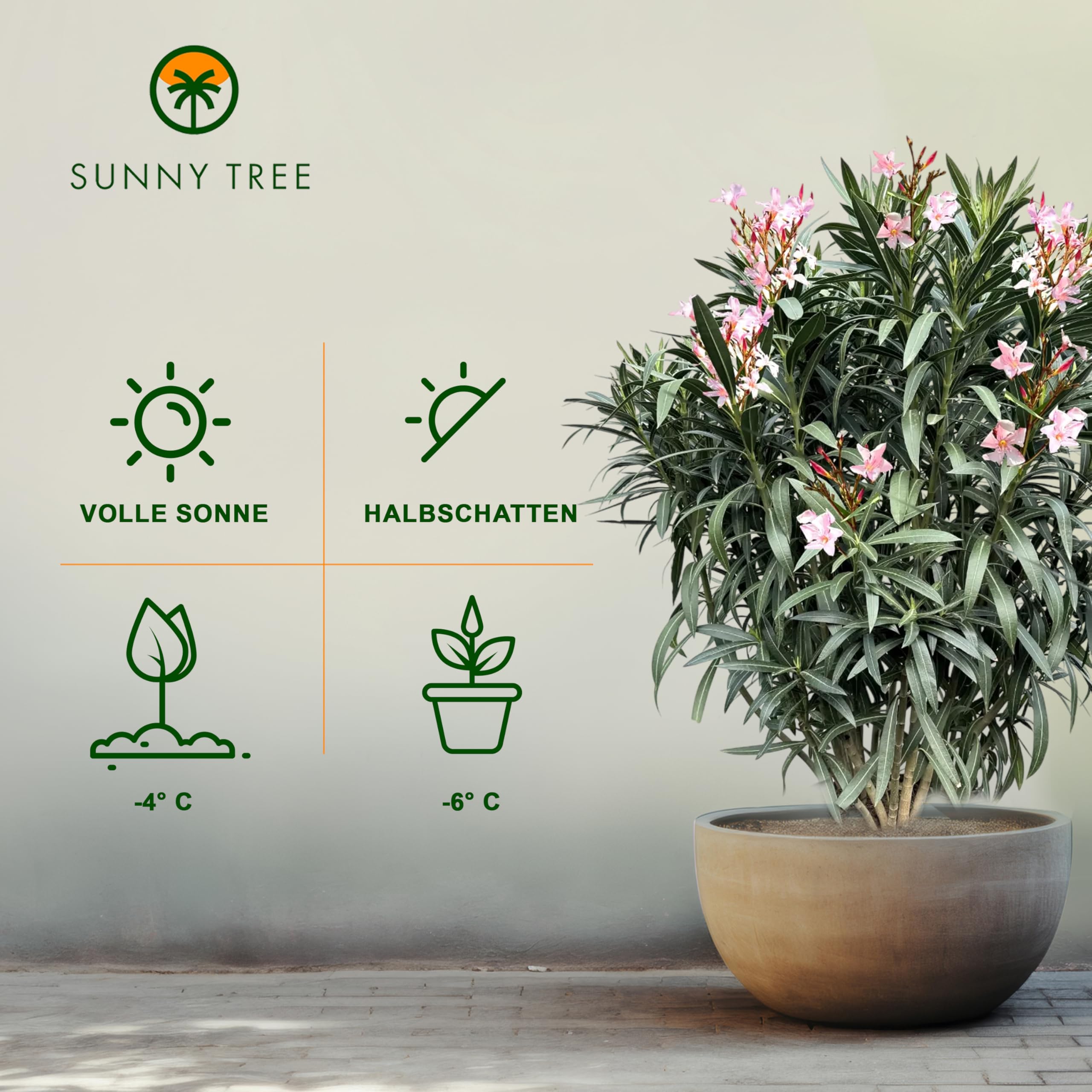 Sunny Tree Oleander z Jasnoróżowymi Kwiatami 140-160 cm Wiecznie Zielone Mrozoodporne Rośliny Ogrodowe Odporny na Zimno