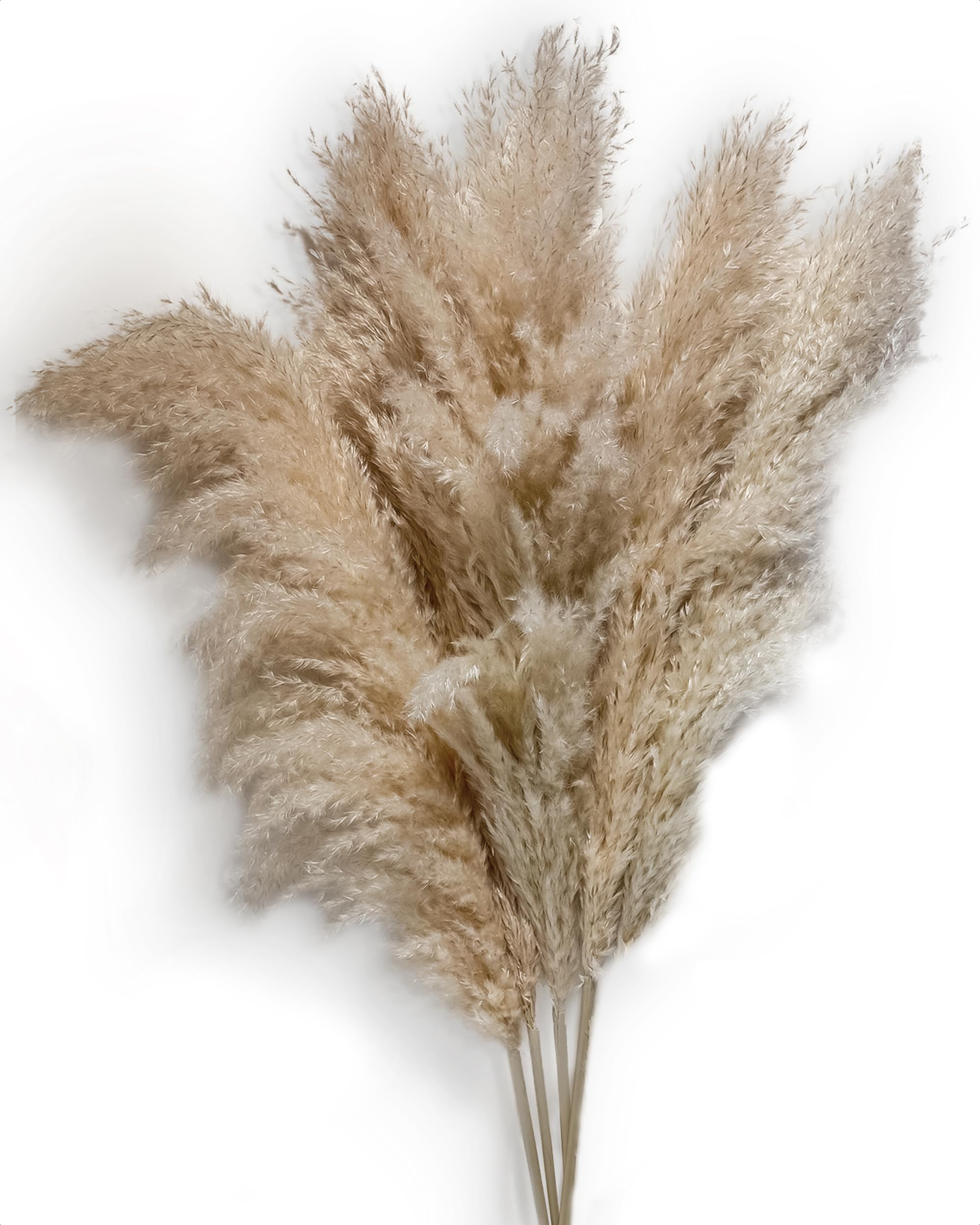 Sunnytree Herbe de la Pampa Décorative - Lot de 5 Tiges 115 cm - Plumes Longues Séchées pour Salon et Événements