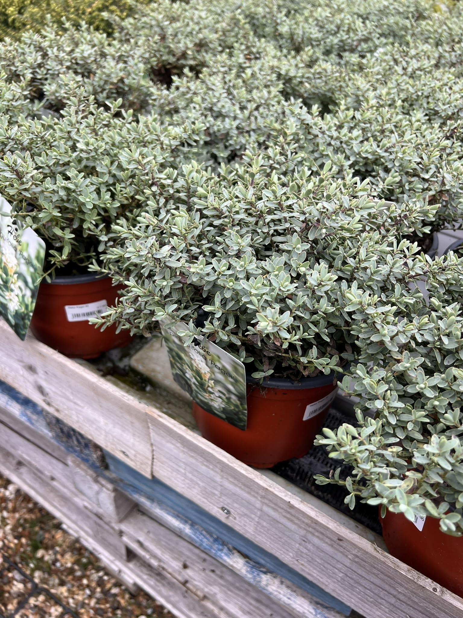 Chelsea Direct Hebe pinguifolia 'Pagei' Evergreen Shrub 2 Litre Pot