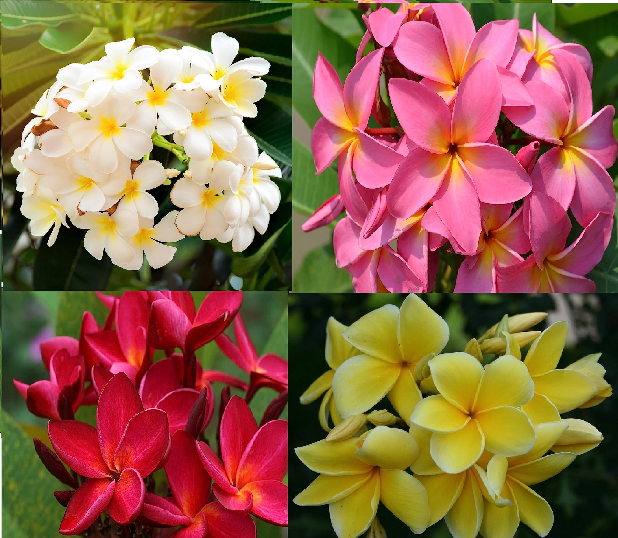 Amazon.com : Hawaiian Plumeria Plant Cutting – 11-Inch