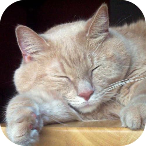 Baby Discover Cats - //medicalbooks.filipinodoctors.org