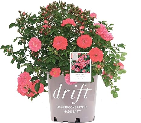 Drift Roses Rosa Coral Drift Rose Rose Coral Flowers 2 Size Container Amazon Ca Patio Lawn Garden