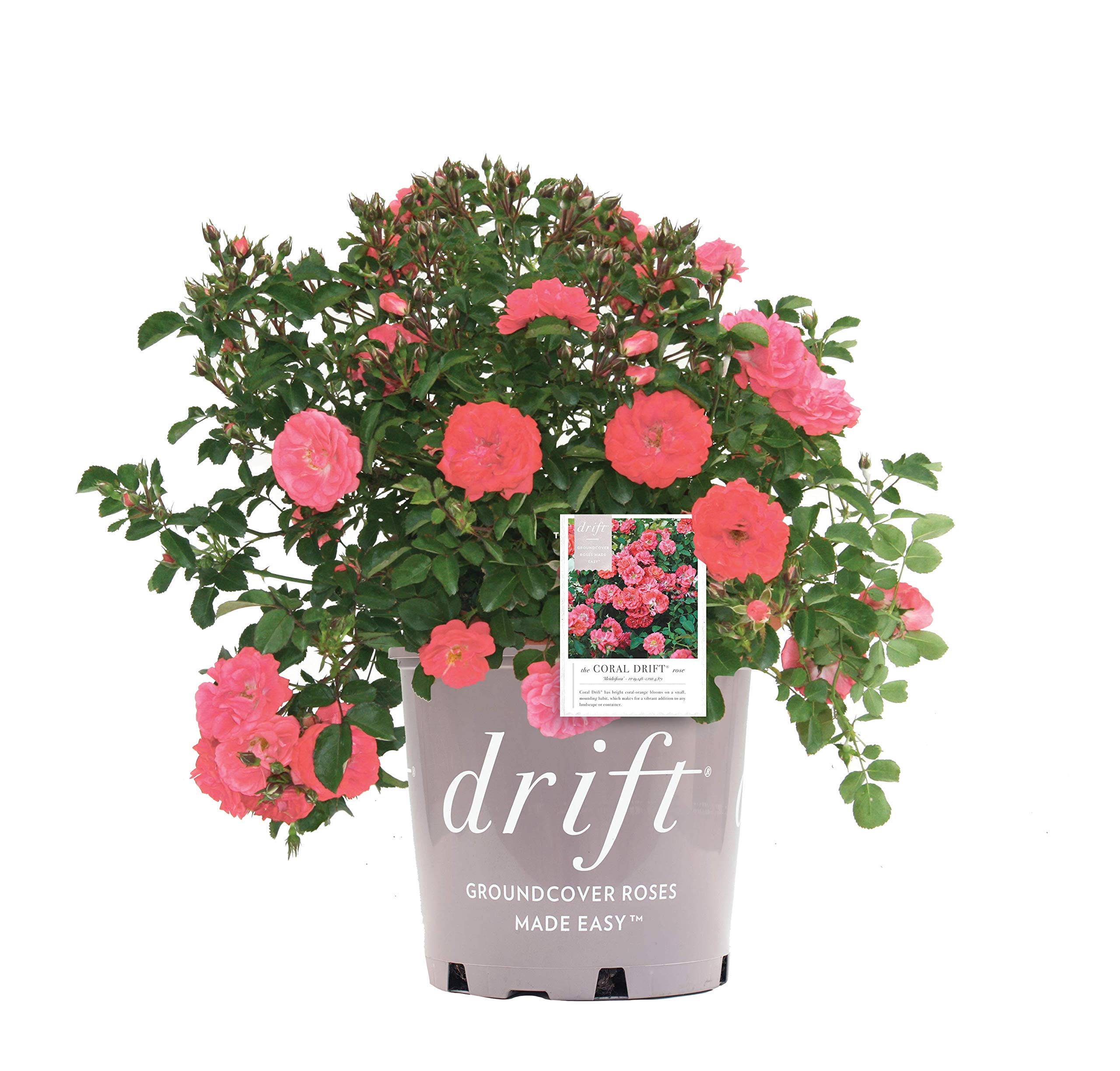 Drift Coral Rose by Green Promise Farms