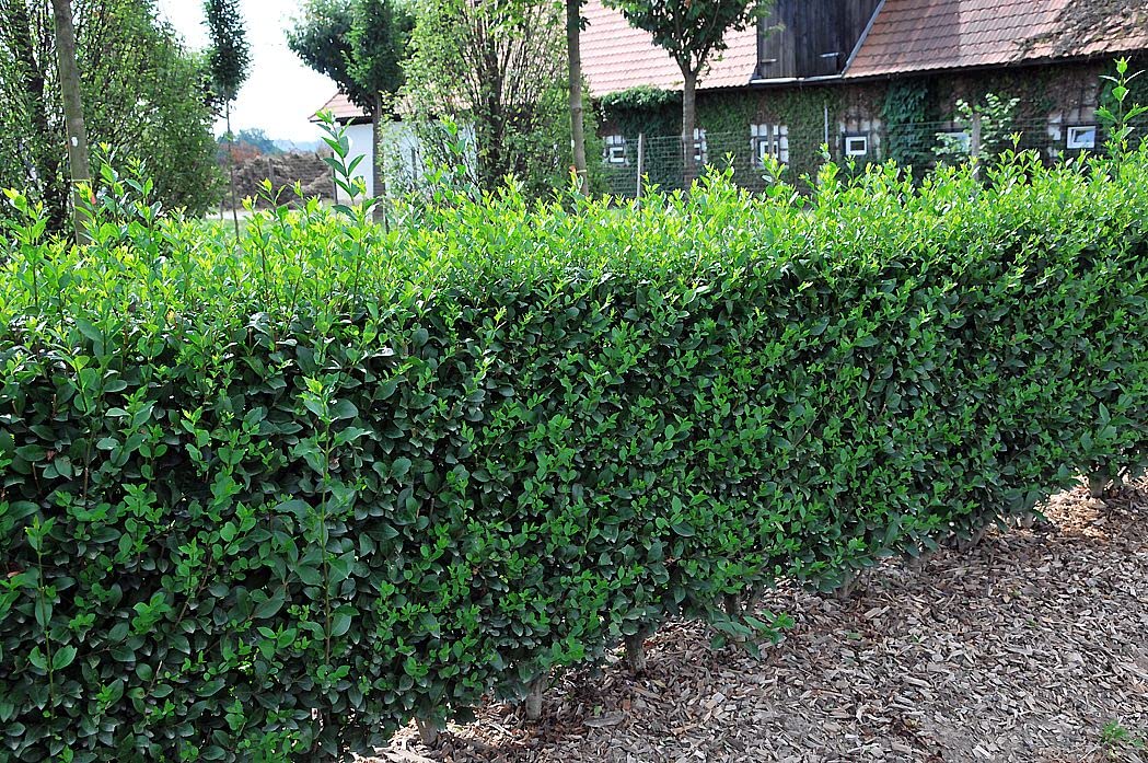 Stauden Gänge 10 x Ligustrum ovalifolium Ovalblättriger Liguster winterhart