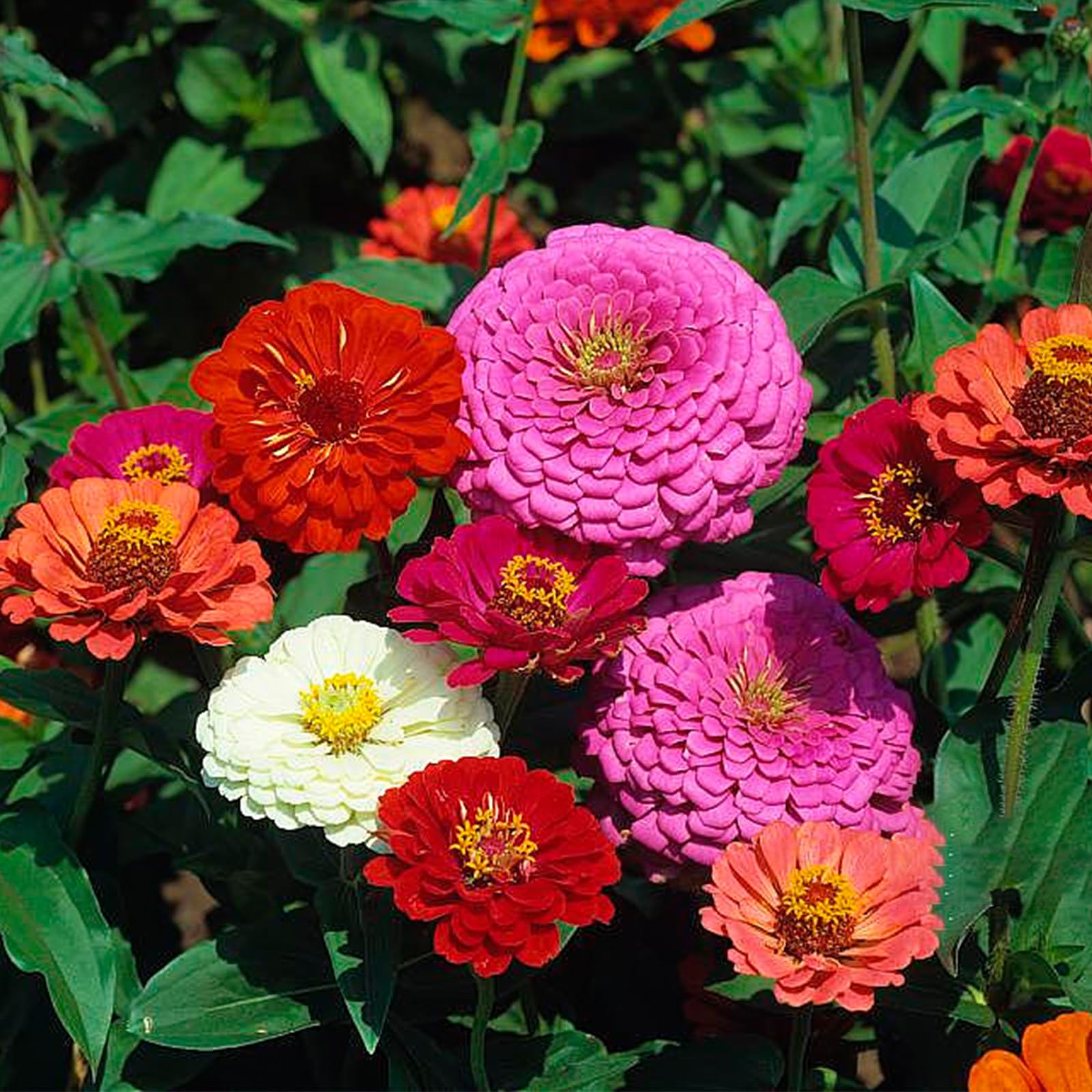 LUOJIBIE Zinnia Seeds Bulk 10,000+