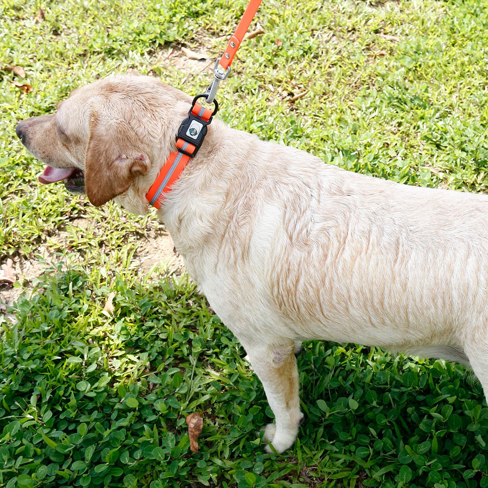 Amazon | NIMBLE 犬用首輪 防水 ペット首輪 防臭 耐久性 調節可能 PVC&
