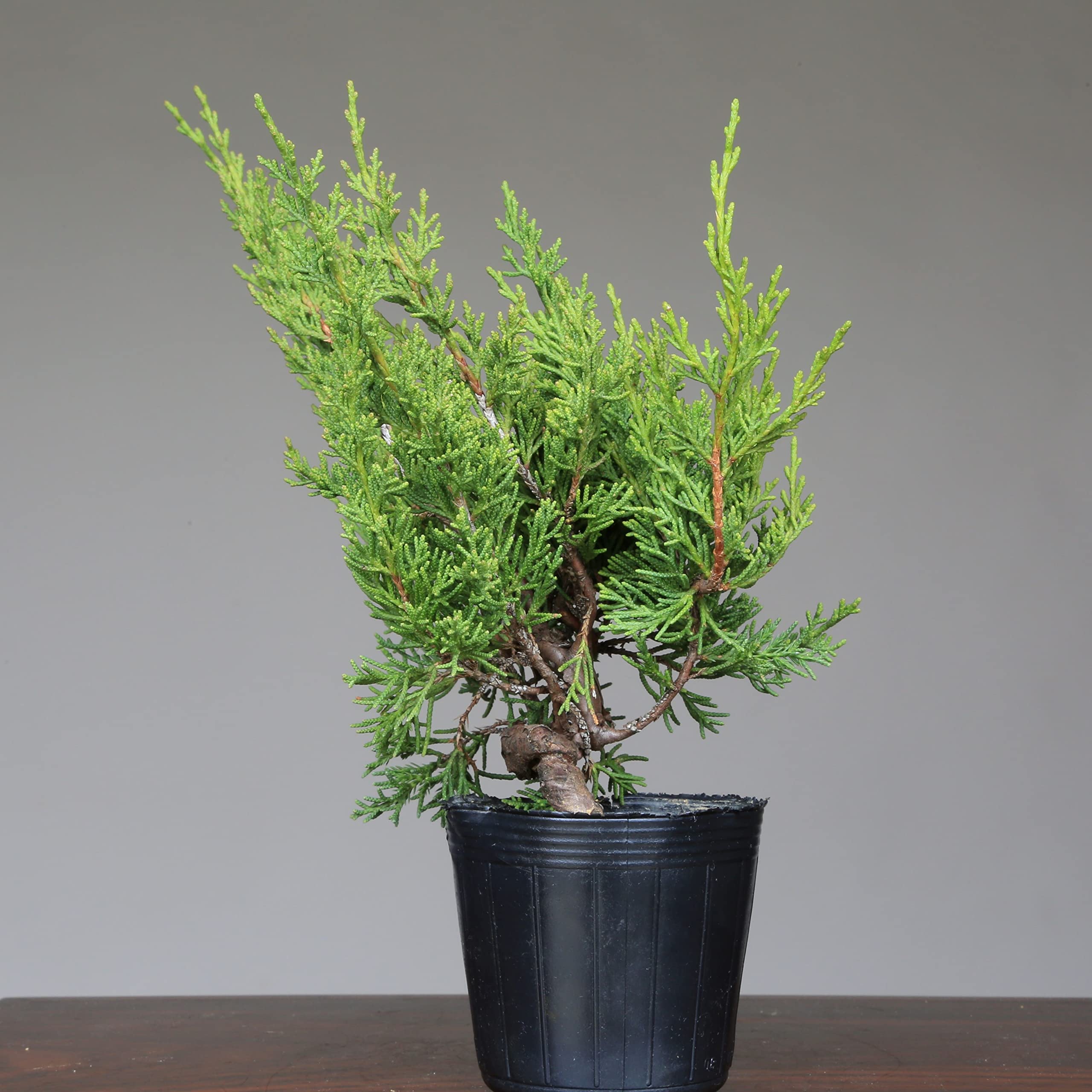 Amazon.co.jp: 糸魚川真柏 盆栽 素材・苗木 3本セット【泰寿園 Online