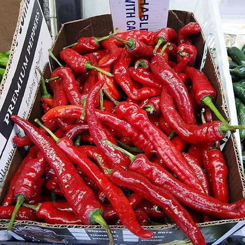 CHUXAY GARDEN 25 semillas de chile coreano rojo coreano verde oscuro coreano verde largo coreano grandes pimientos picantes sabor suave verduras