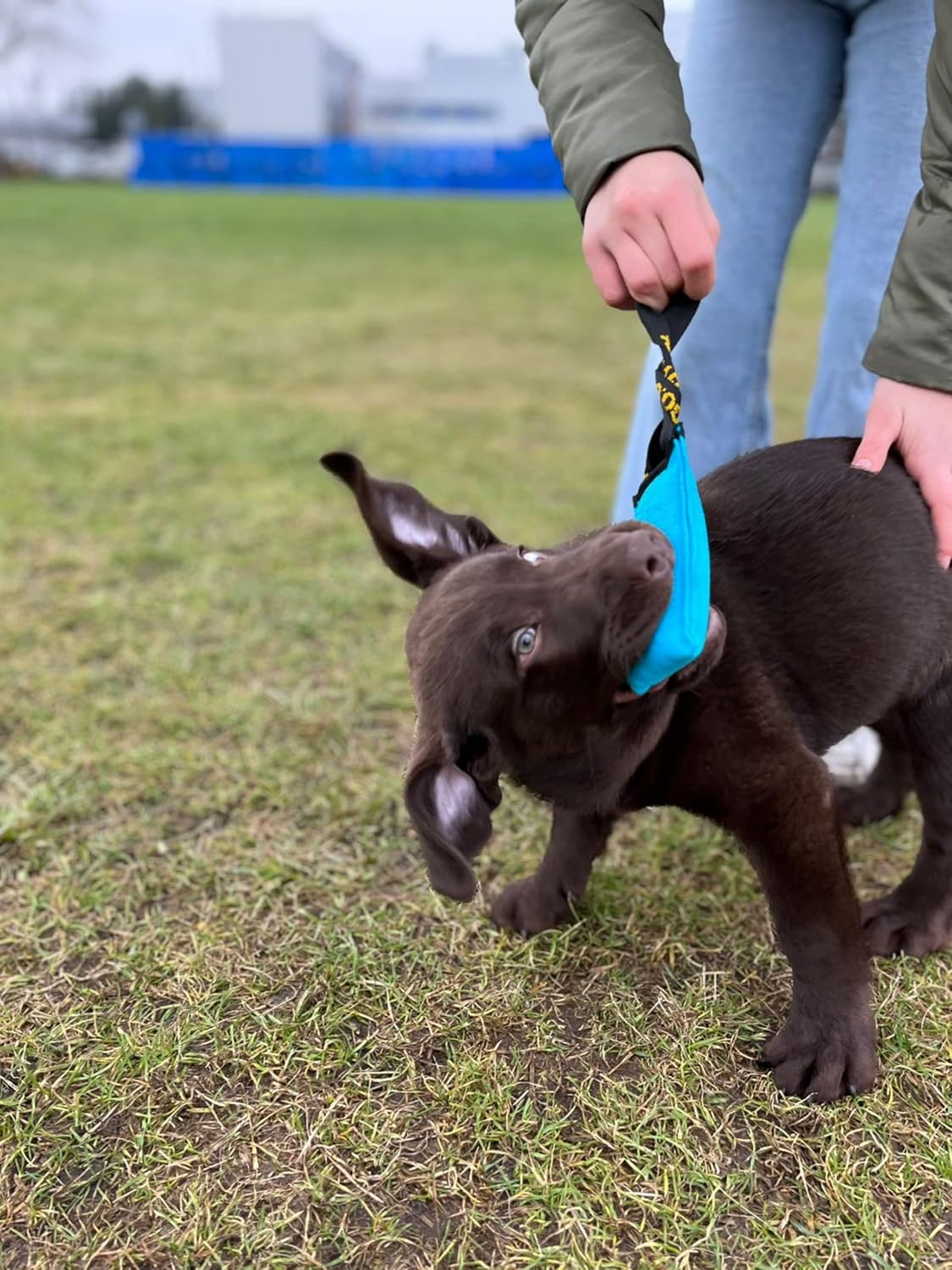 Dingo Cotton tug Toy with Handle, for Catch Retrieving and tug of war, Dog bite Pillow Floating on the Water, Four Colours, S Z30001