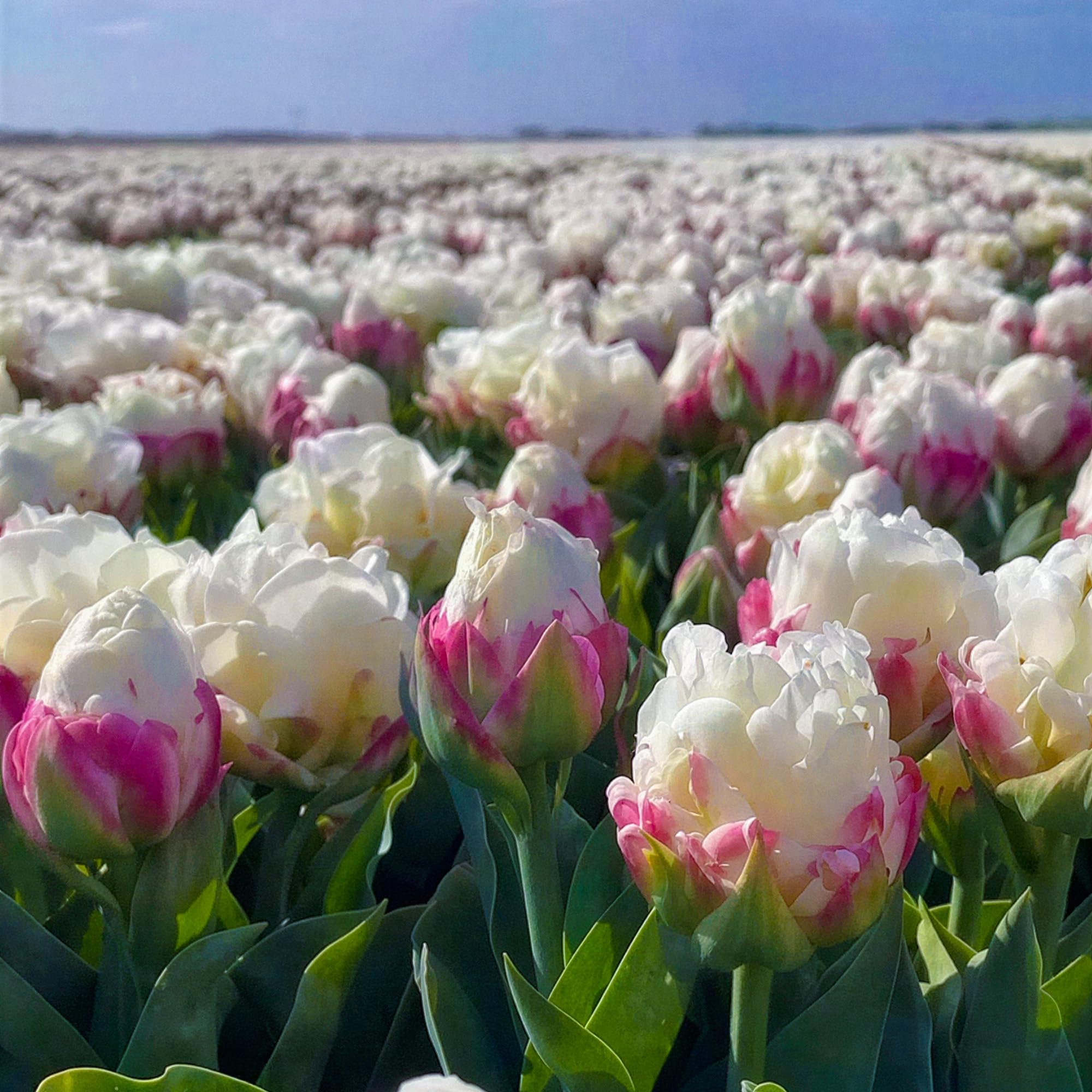 Tulipano Ice Cream - Bulbi Perenni da Piantare in Autunno