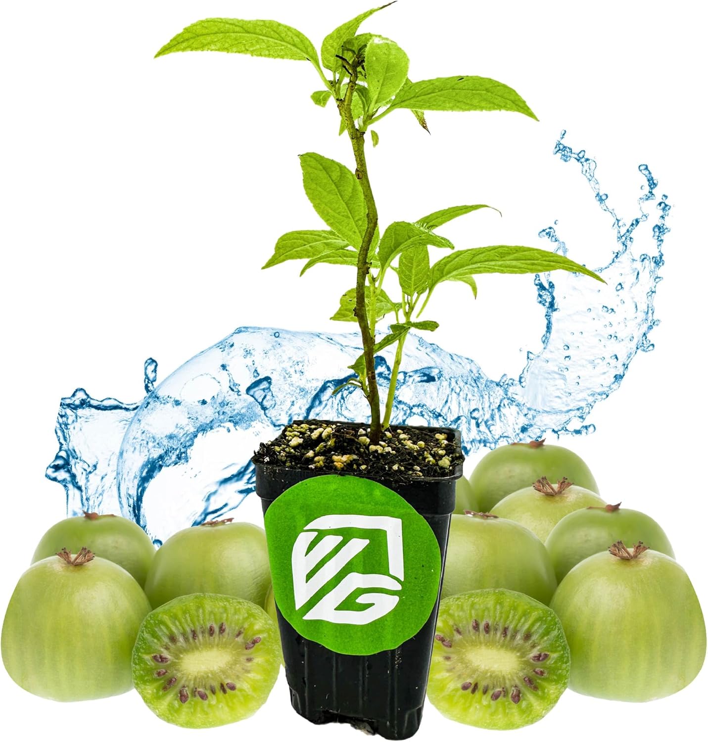 2 Vincent Female Kiwis & 1 Tomuri Male Kiwi (Actinidia chinensis) Bundle by Wellspring Gardens - Thriving Kiwi Plant Pairing - Perfect for Southern Gardens, Pollination Duo (3-Pack)