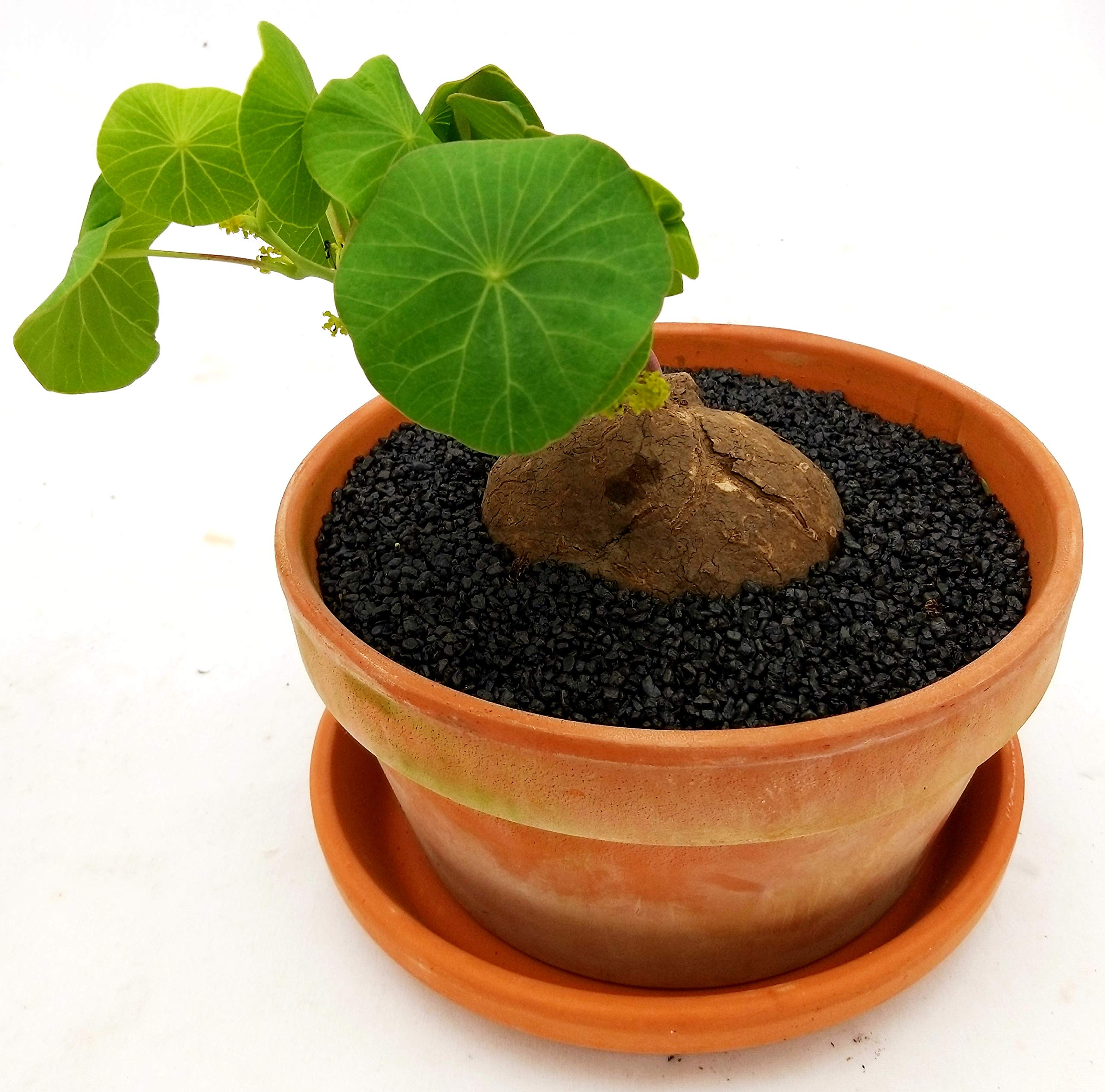 POWERS TO FLOWERS - STEPHANIA ERECTA, pianta vera