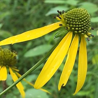 Wild Goldenglow Seed Balls (Rudbeckia laciniata) Bulk Seed Bombs for Gue...