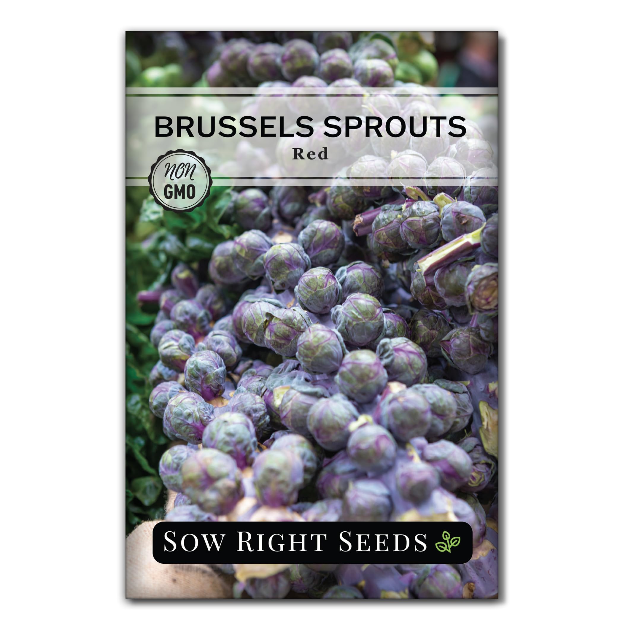 Sow Right Seeds - Red Brussels Sprouts Seeds for Planting - Non-GMO Heirloom Packet with Instructions to Grow an Outdoor Home Vegetable Garden - Cold Hardy Vegetable - Mini Sweet Red Cabbages (1)