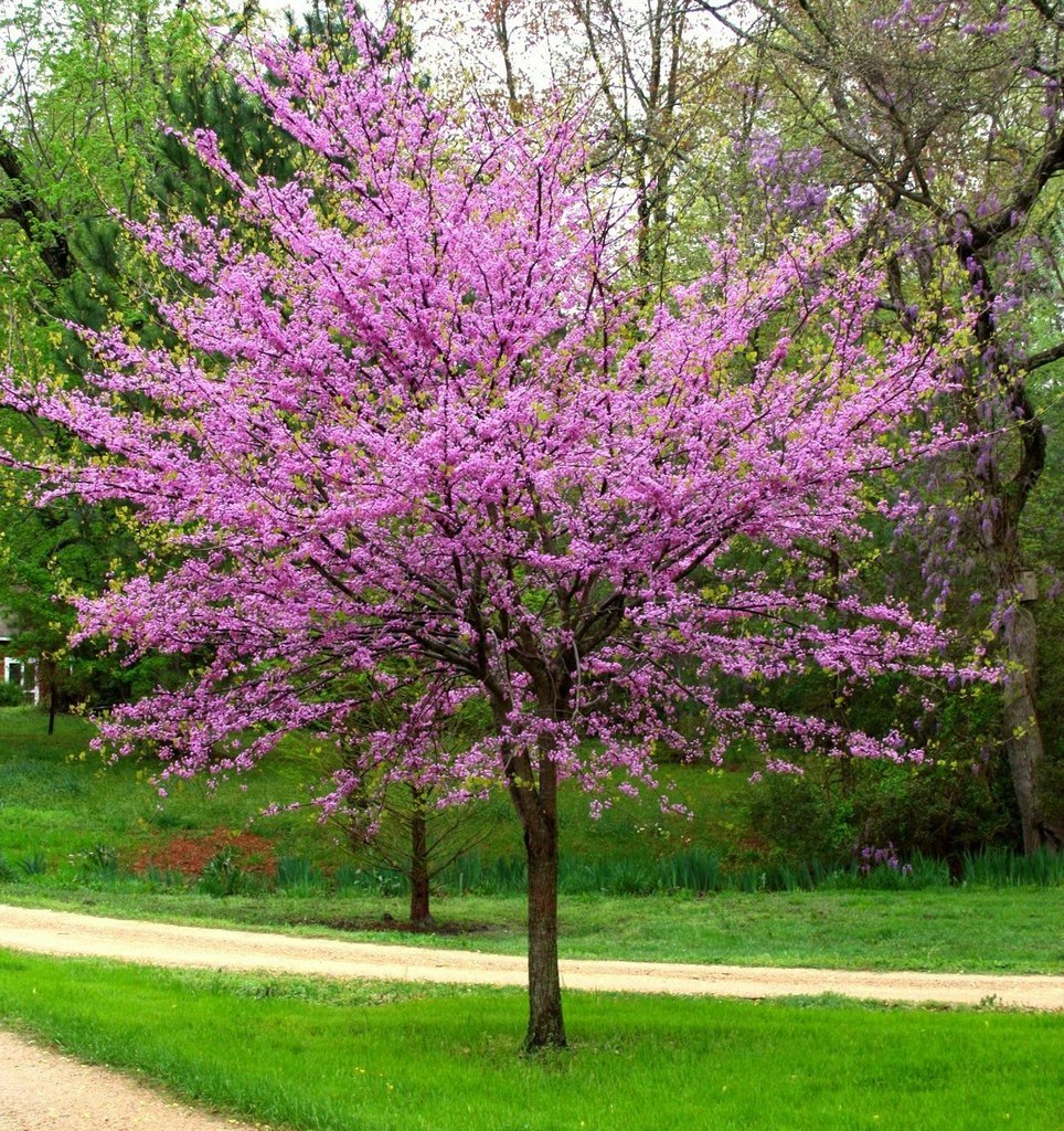 New Life Nursery Eastern Redbud