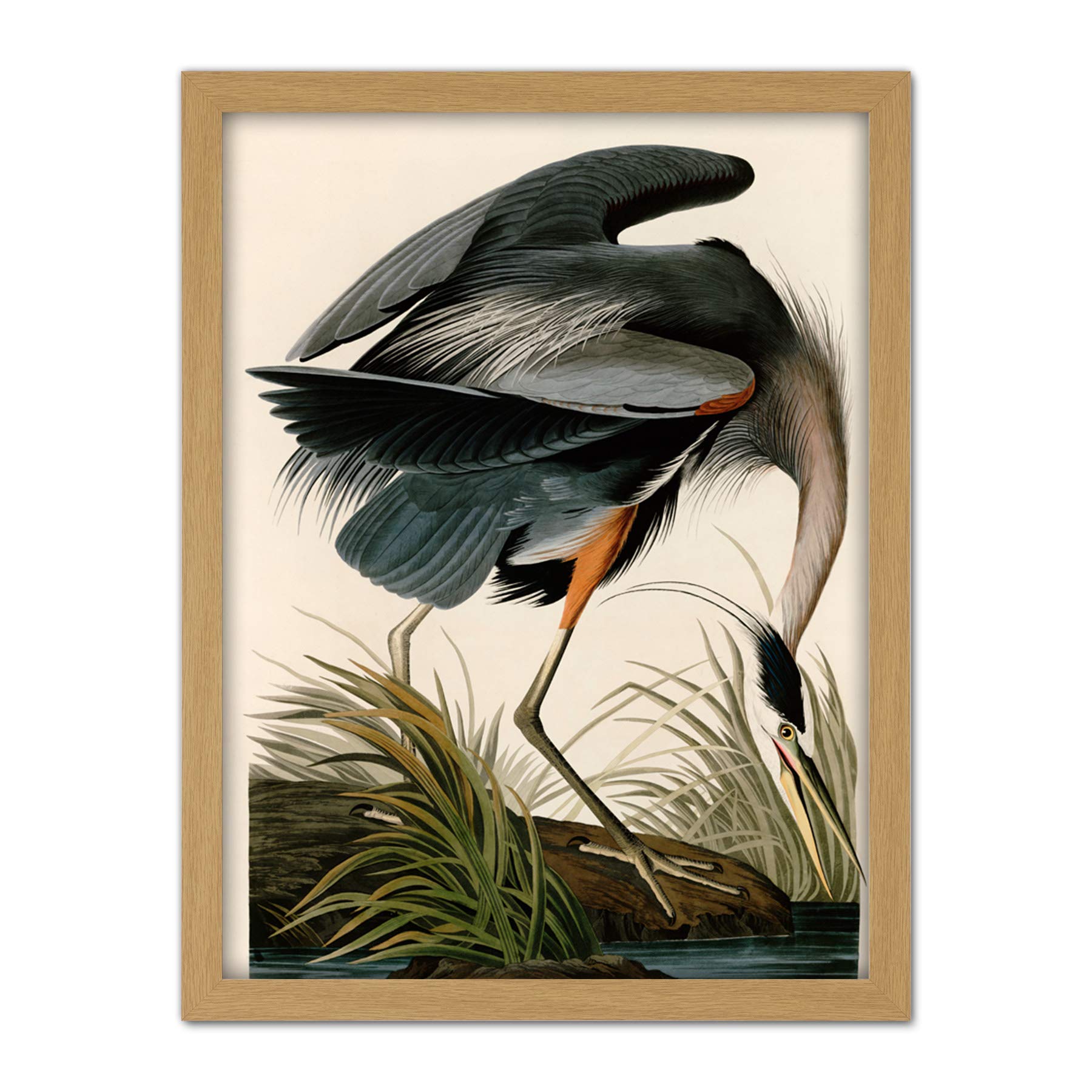 Artery8 Audubon Birds Great Blue Heron Painting Artwork Framed Wall Art Print 18X24 Inch
