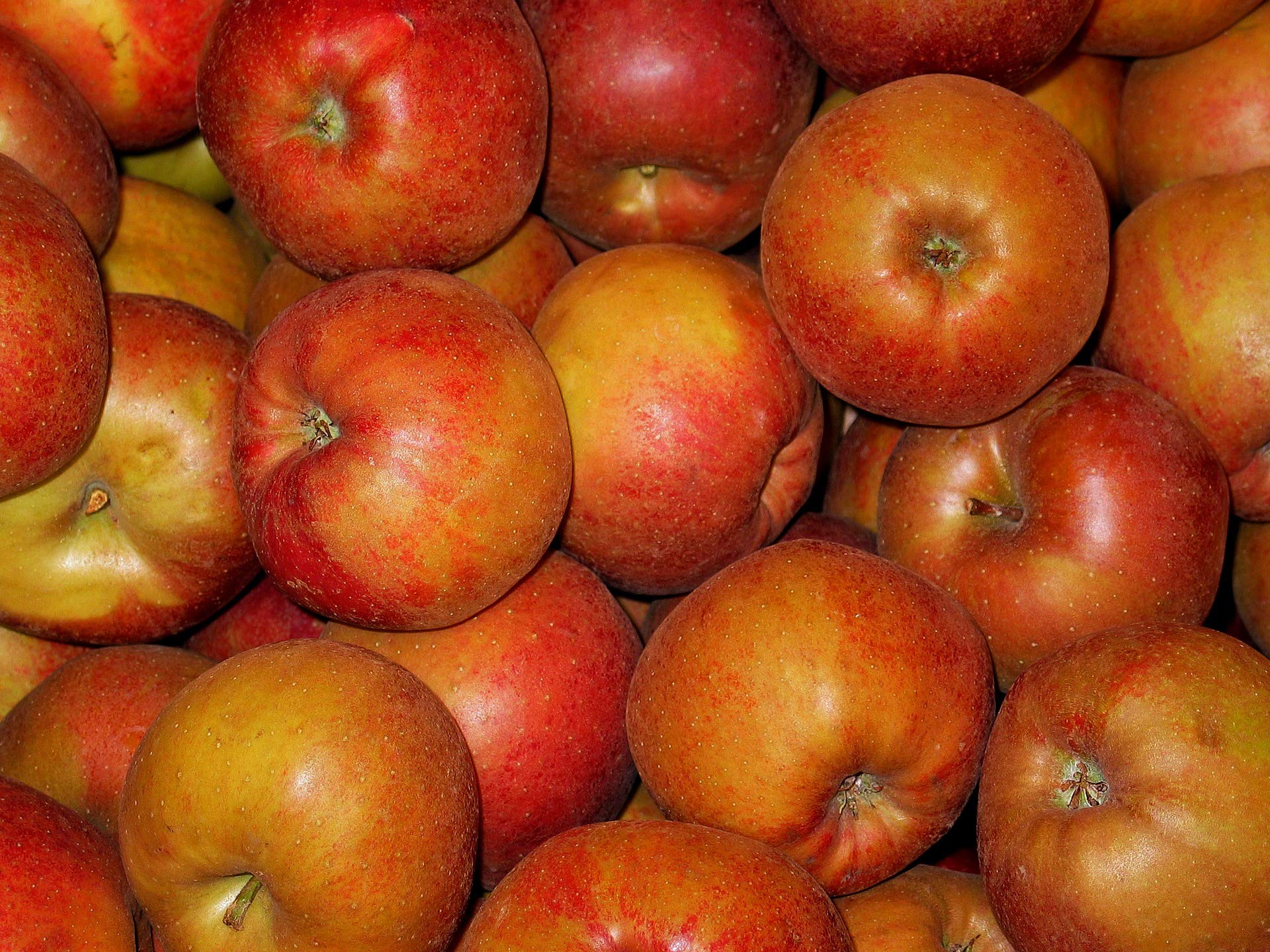 Boskoop Äpfel vom Bodensee säuerlich, 5 kg Box, Ernte 21