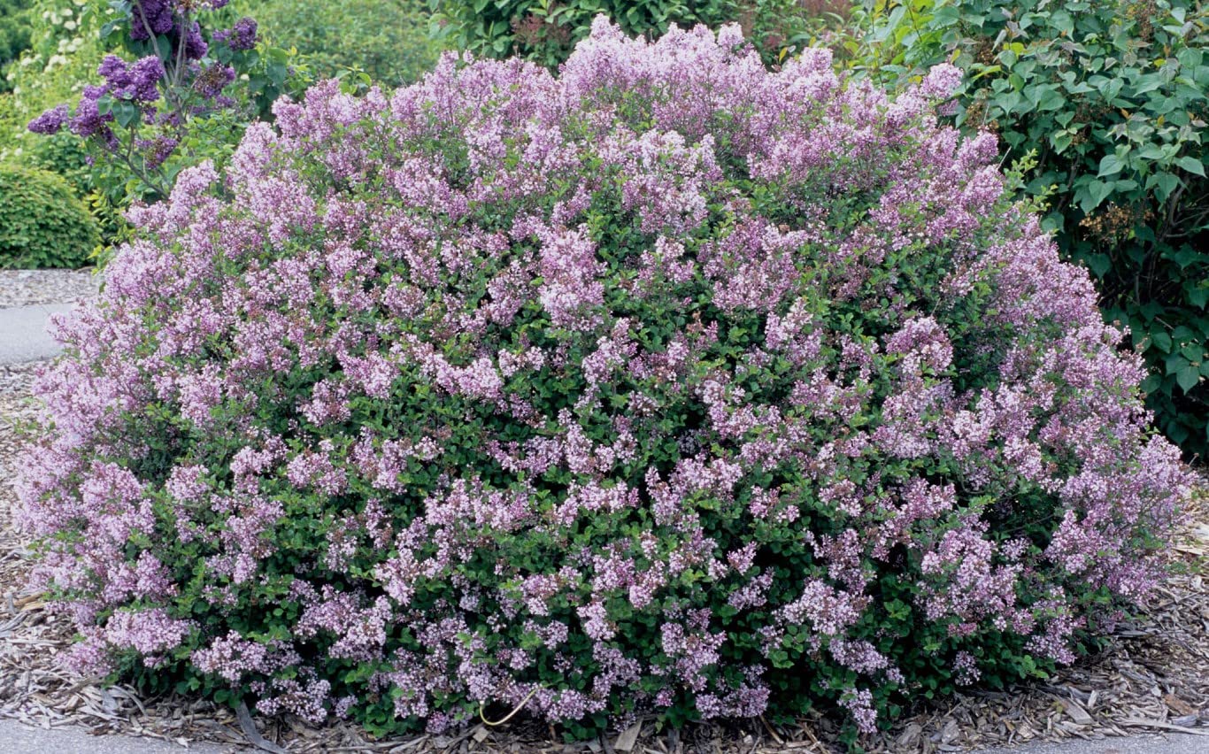 DAS Farms Palibin Lilac