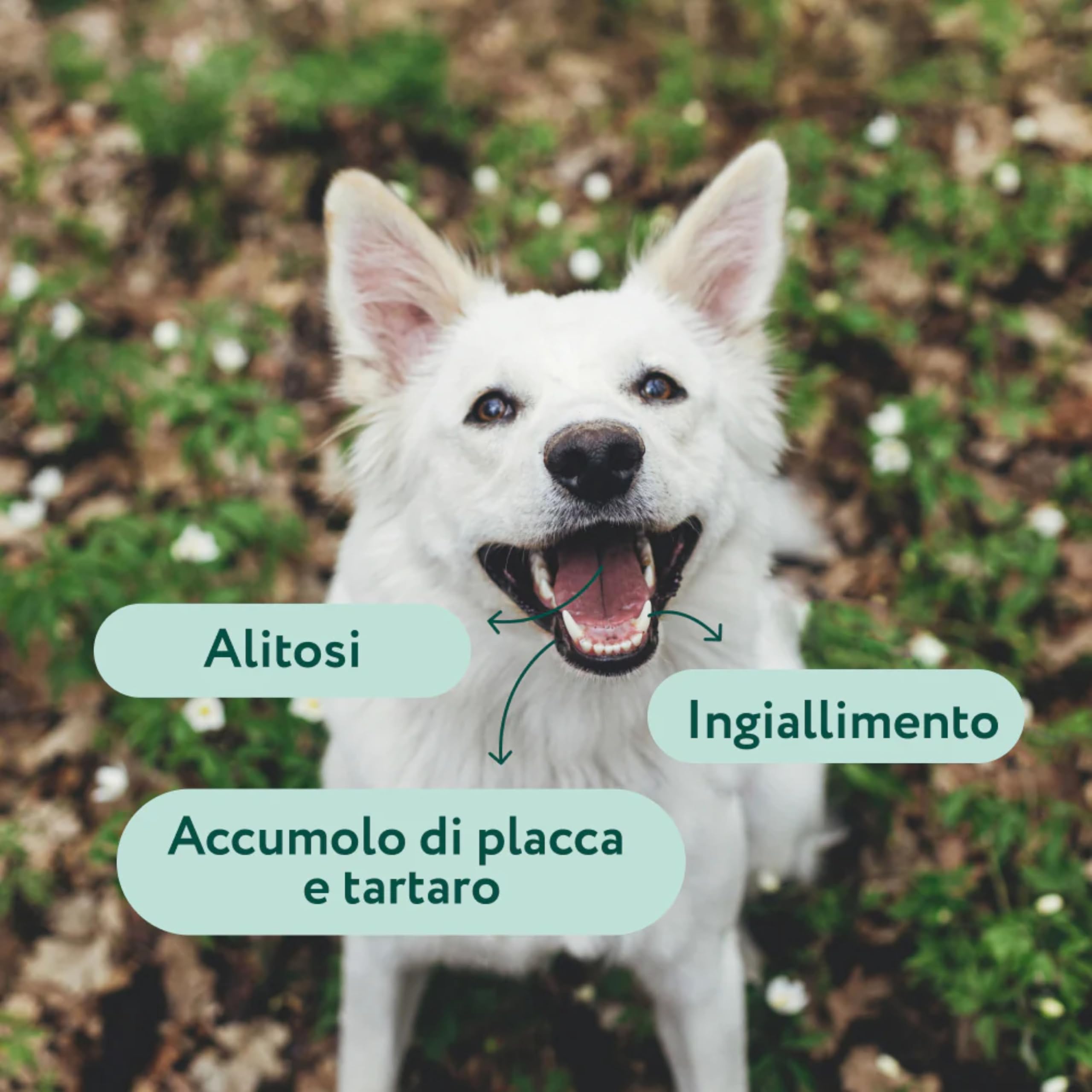 DogSuppy Dental Bright per Cani, 100% Naturale, 60 dosi