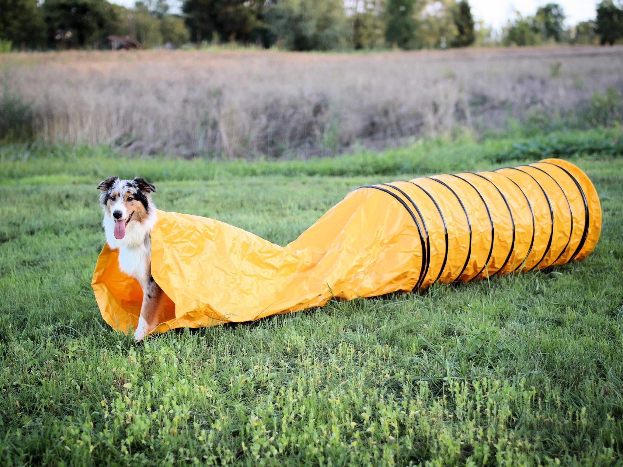 Agility Profi Sack-Tunnel für Hunde - Hundetunnel 60x300cm Spieltunnel Agilitytunnel Hundehöhle ST